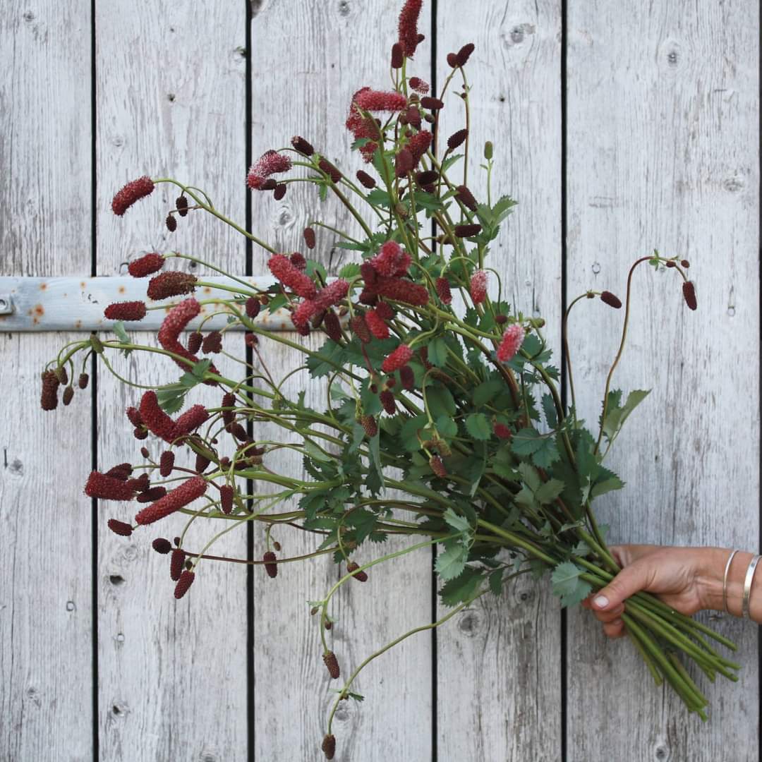 Alaskablodtopp i full blomst med kompakt vekstform