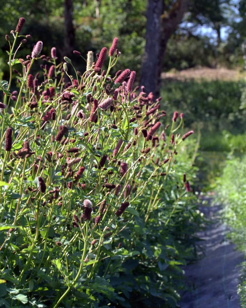 Alaskablodtopp med mørkerøde blomsterknopper i hagen