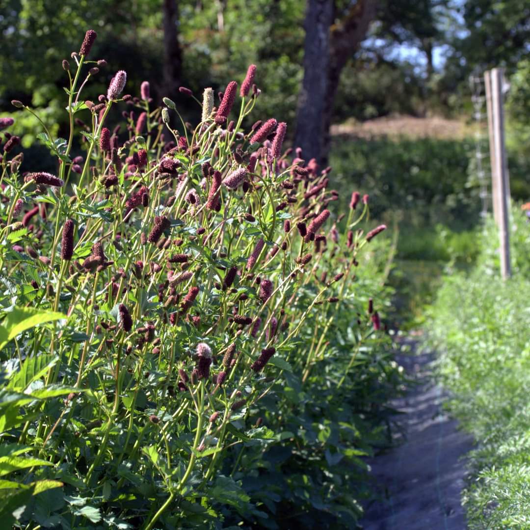 Alaskablodtopp med mørkerøde blomsterknopper i hagen