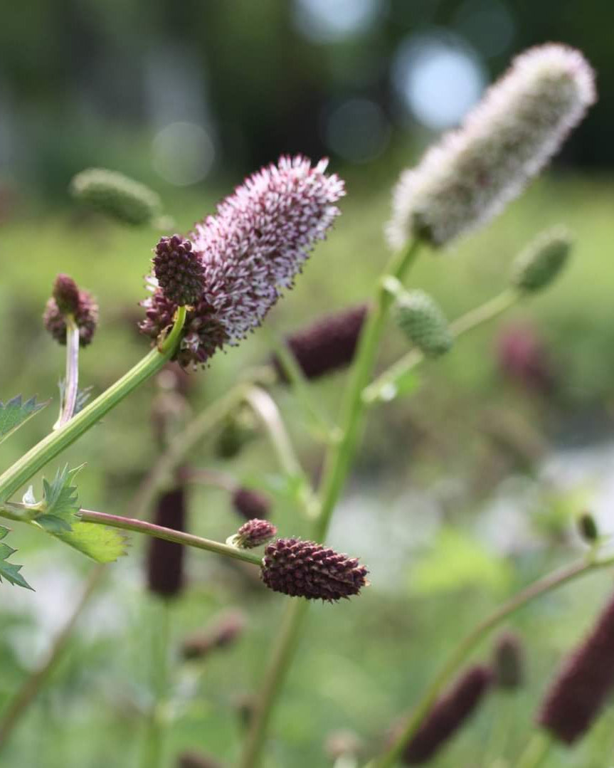 Alaskablodtopp plante med blomsterstilker og grønt bladverk