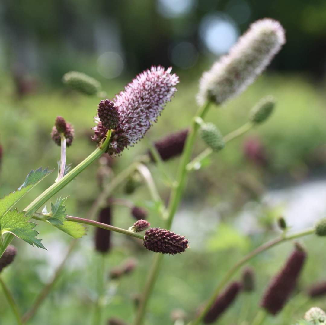Alaskablodtopp plante med blomsterstilker og grønt bladverk