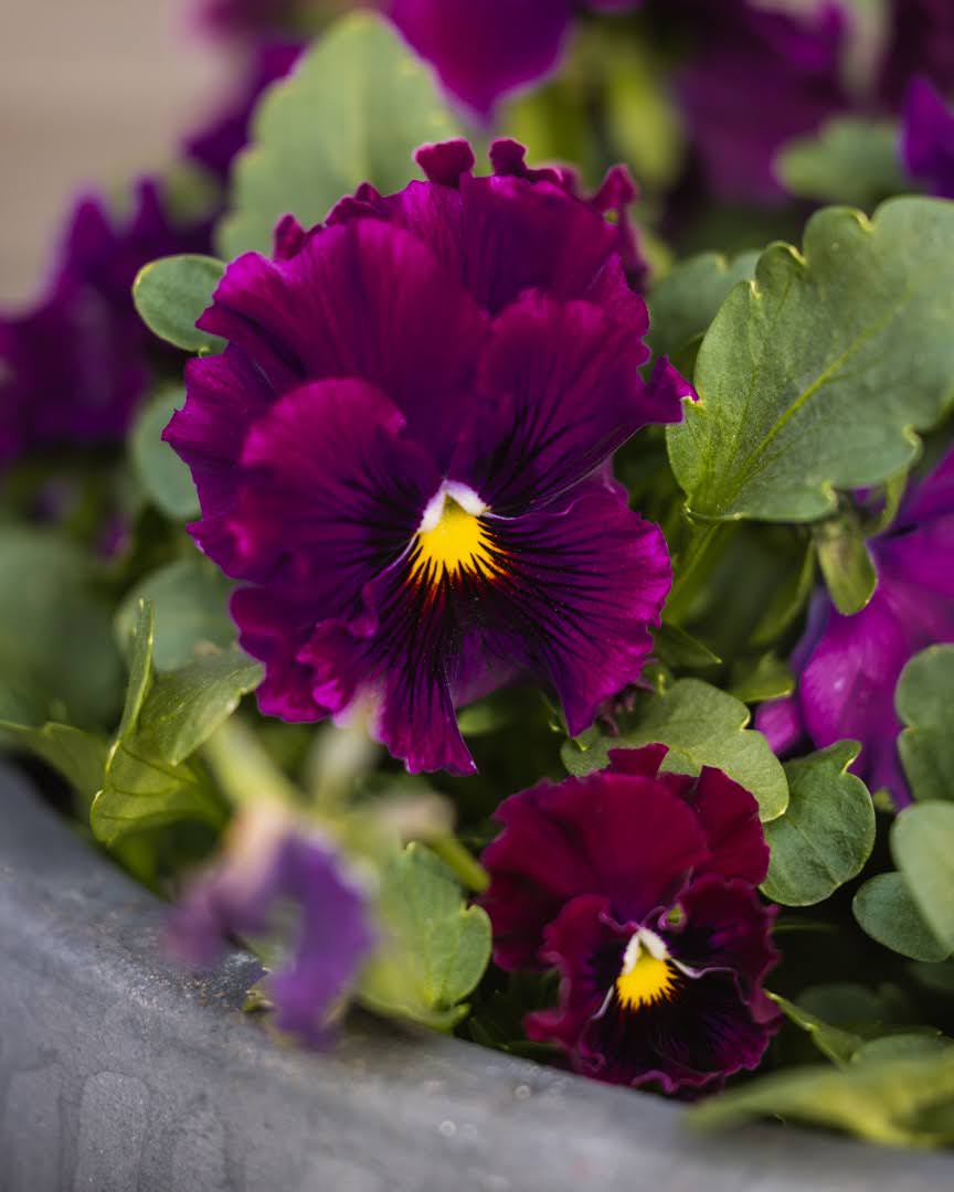 Fiol Frizzle Sizzle Burgundy - krøllete burgunderfargede blomster med unik tekstur