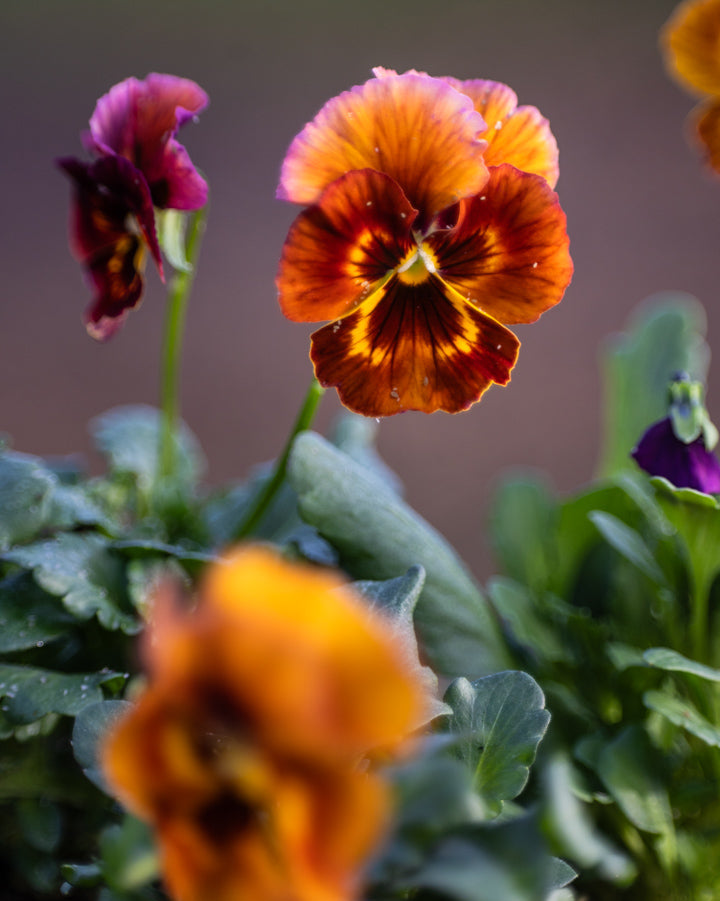 Fiol Flamenco Terracotta nærbilde - ettårig fiol i terrakotta-toner