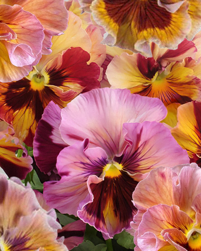 Fiol Flamenco Terracotta - varm terrakotta-oransje fiol med mørke markeringer