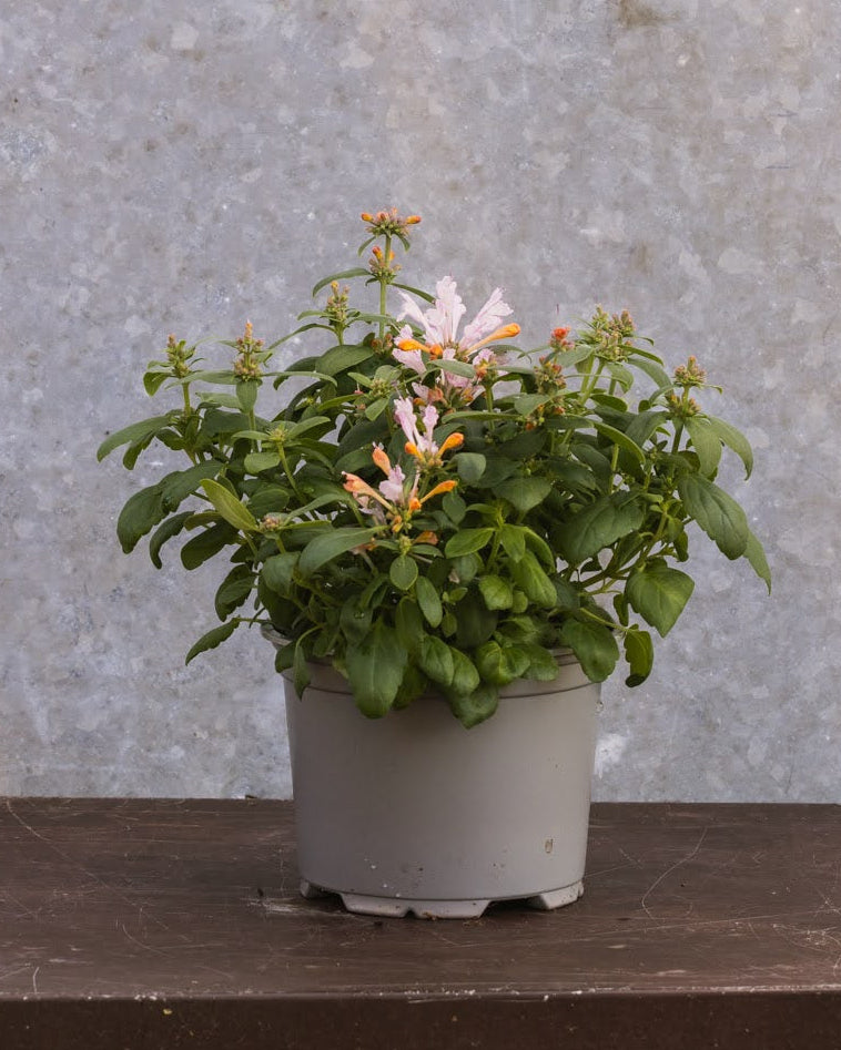 Anisisop Arizona Sunset - nærbilde av flerfargede blomsteraks med gradient fra korall til rosa