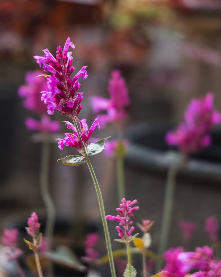 Kolibrimynte Heather Queen frø - Agastache med aromatiske blader og vakre blomster