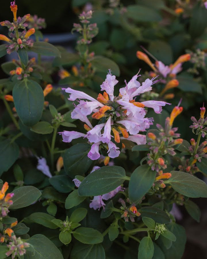 Anisisop Arizona Sunset med spektakulære solnedgangsfarger i korall og oransje