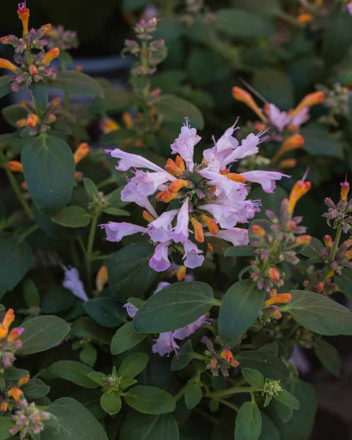 Anisisop Arizona Sunset med spektakulære solnedgangsfarger i korall og oransje