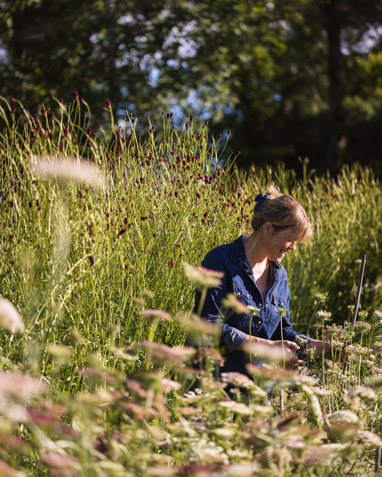 Daucus Dara – naturlig og luftig ettårig blomst med slanke stengler og skjermer i rosa og burgundertoner