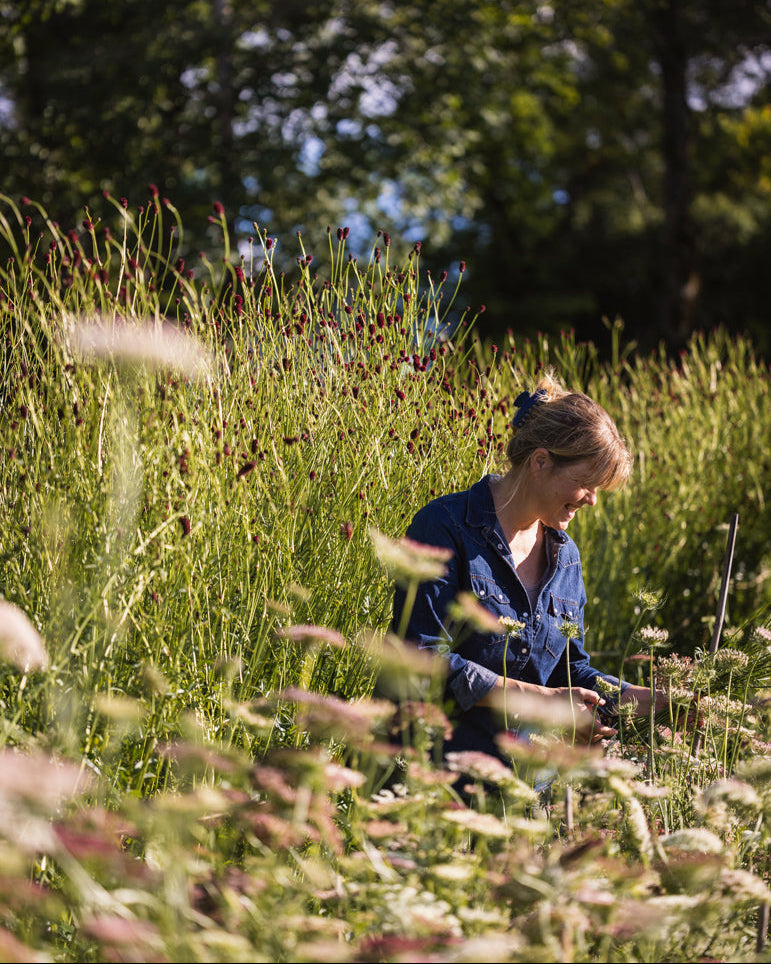Daucus Dara – naturlig og luftig ettårig blomst med slanke stengler og skjermer i rosa og burgundertoner