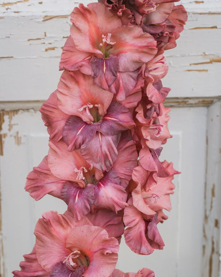 Rusty Chestnut gladiol løk med kastanjebrun rust og kobberfarger