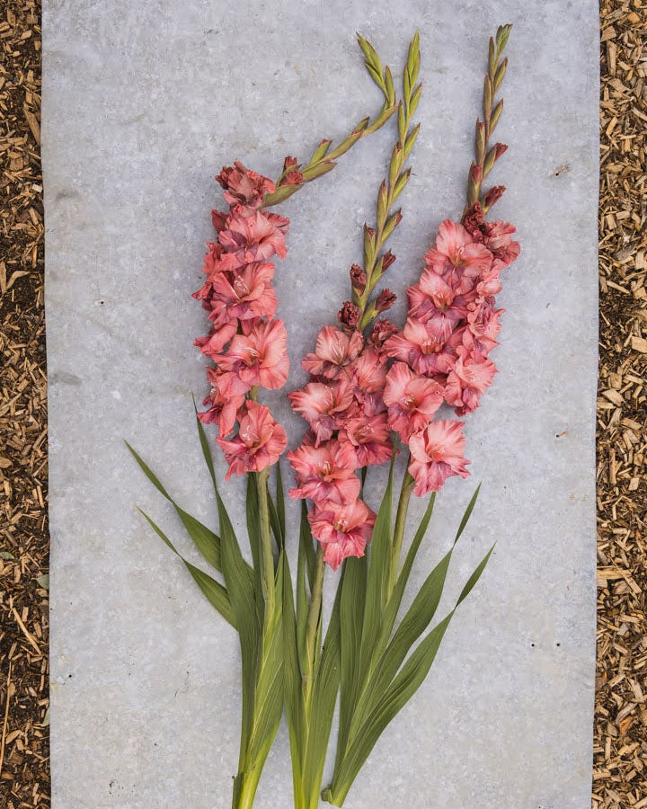 Gladiol Rusty Chestnut kobber og ferskentoner i varme rustnyanser