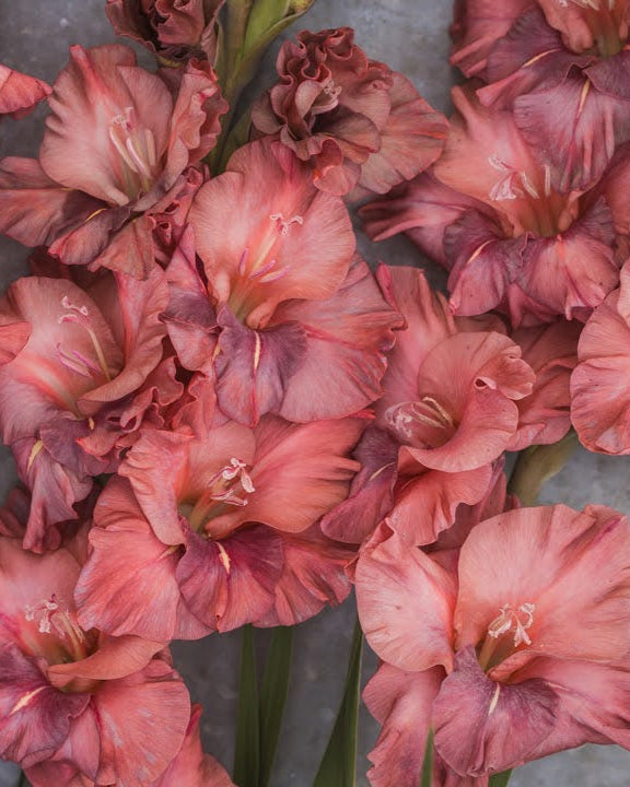 Gladiol Rusty Chestnut i rust kastanjebrun kobber og dyp fersken