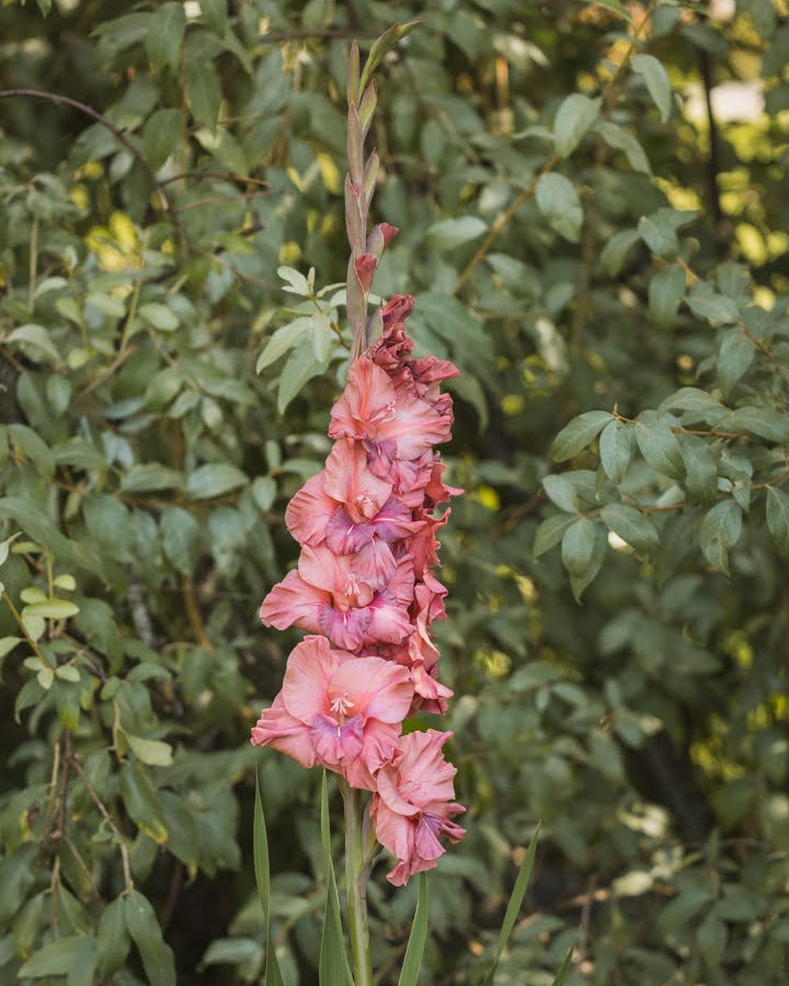 Gladiolus Rusty Chestnut med dempede nyanser av rust og kastanjebrun