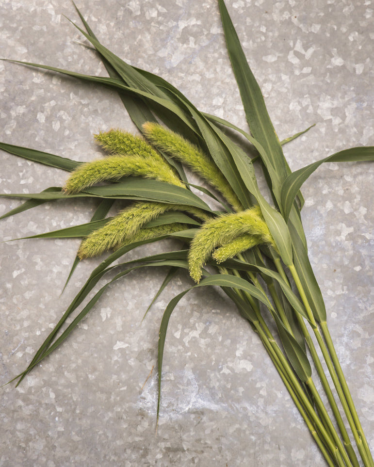 Storbusthirse Lowlander - dekorative grønne blomsteraks