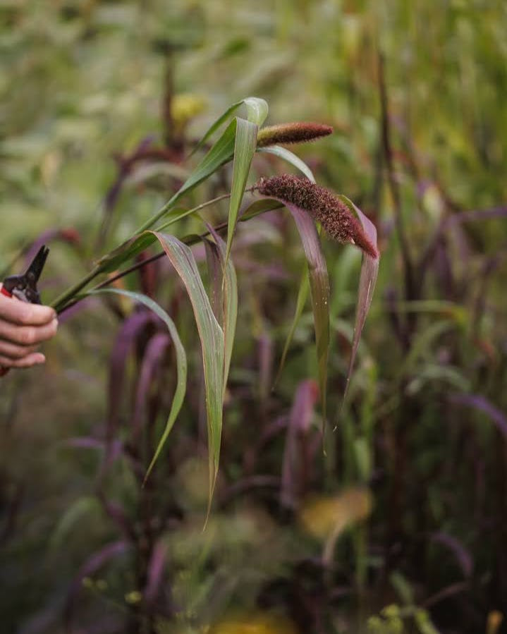 Storbusthirse Red Jewel - dekorativt prydgress med rike røde farger