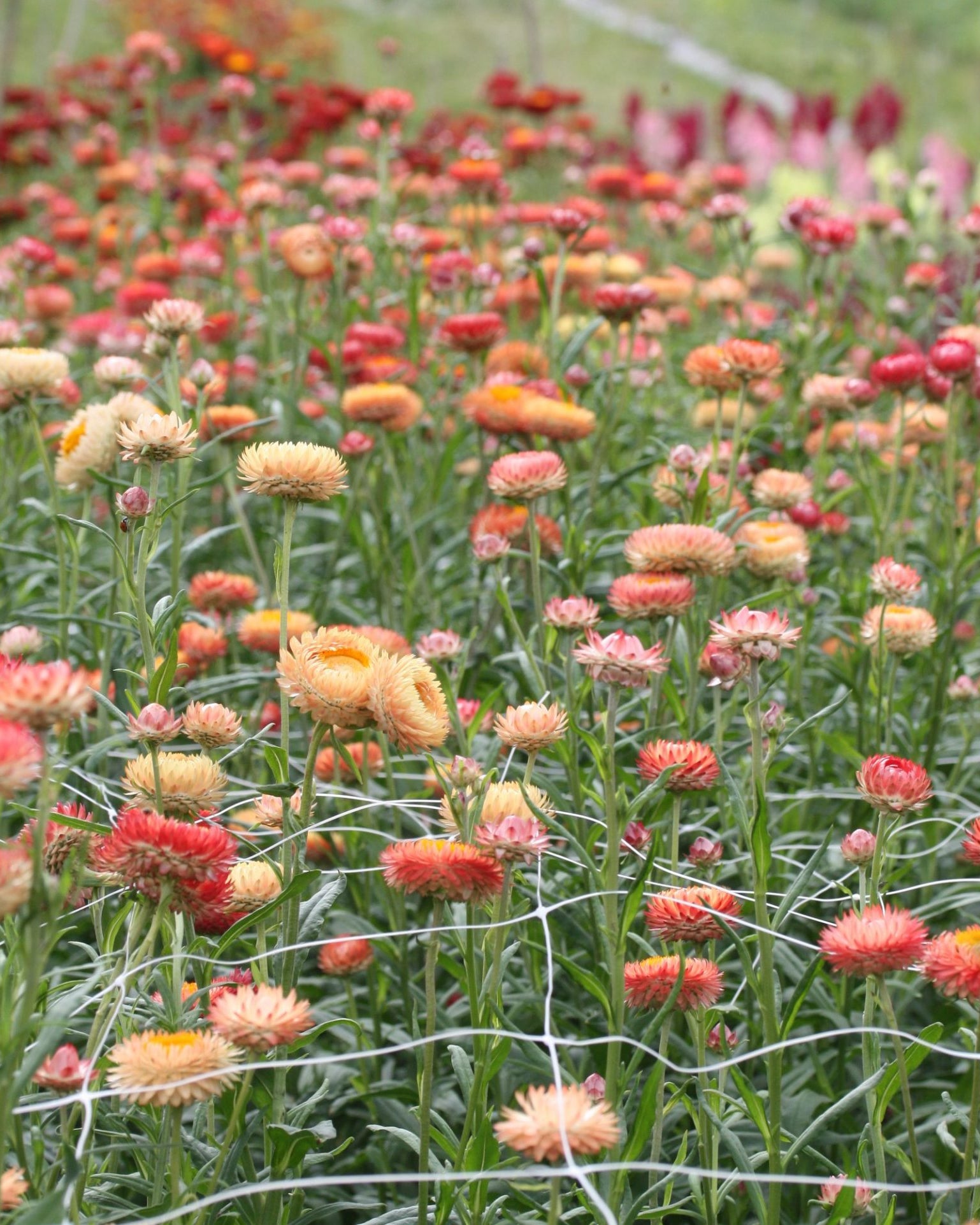 høststråblomst apricot peach mix