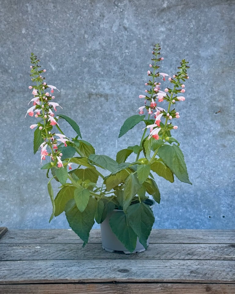 Nærbilde av Rødsalvie Summer Jewel Pink blomster