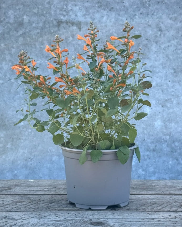 Anisisop Arizona Sandstone - nærbilde av unike sandstein-fargede blomster