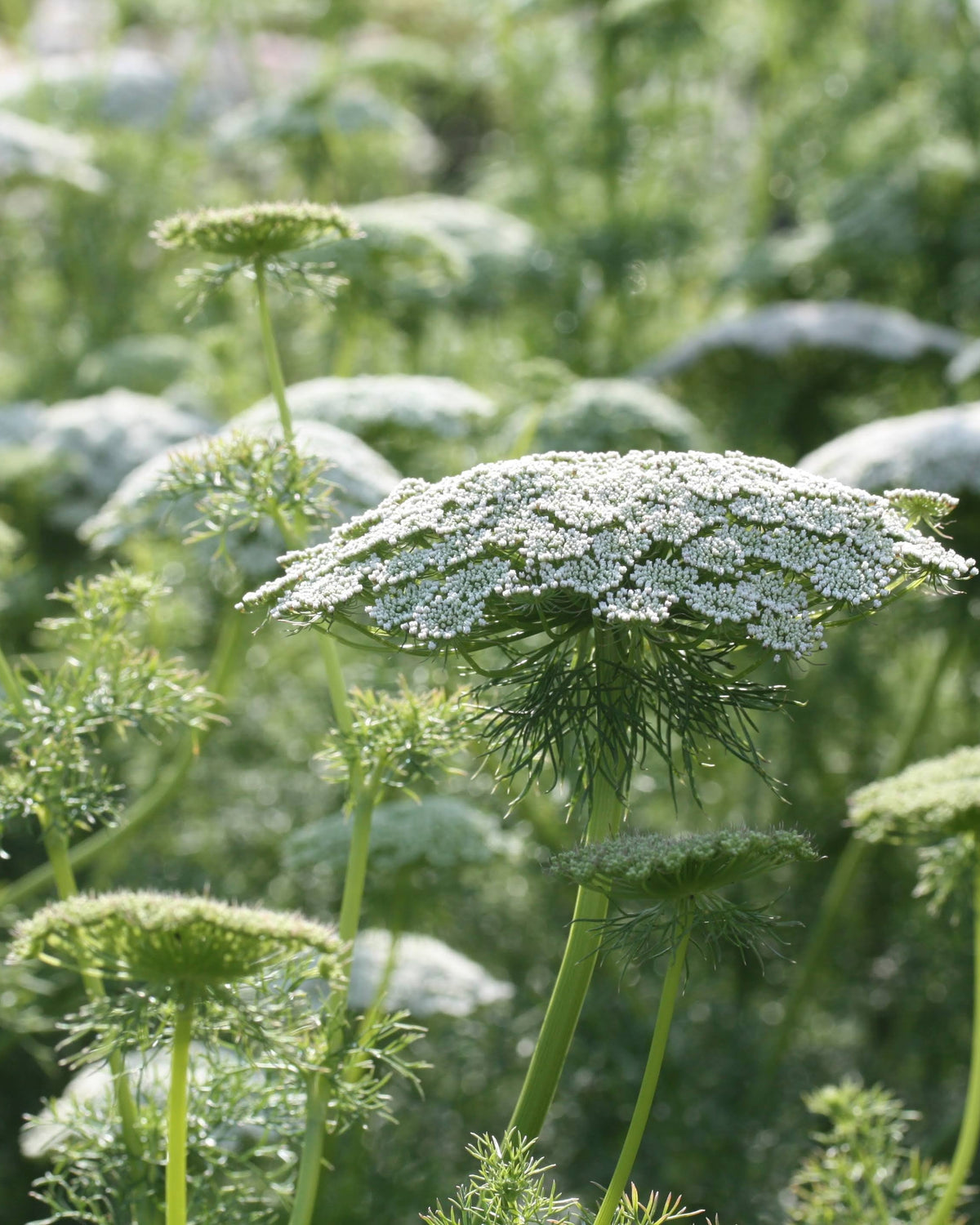 Ammi visnaga Green Mist – tette, kuppelformede blomsterskjermer i grønnhvitt, ettårig sommerblomst ca. 80–100 cm