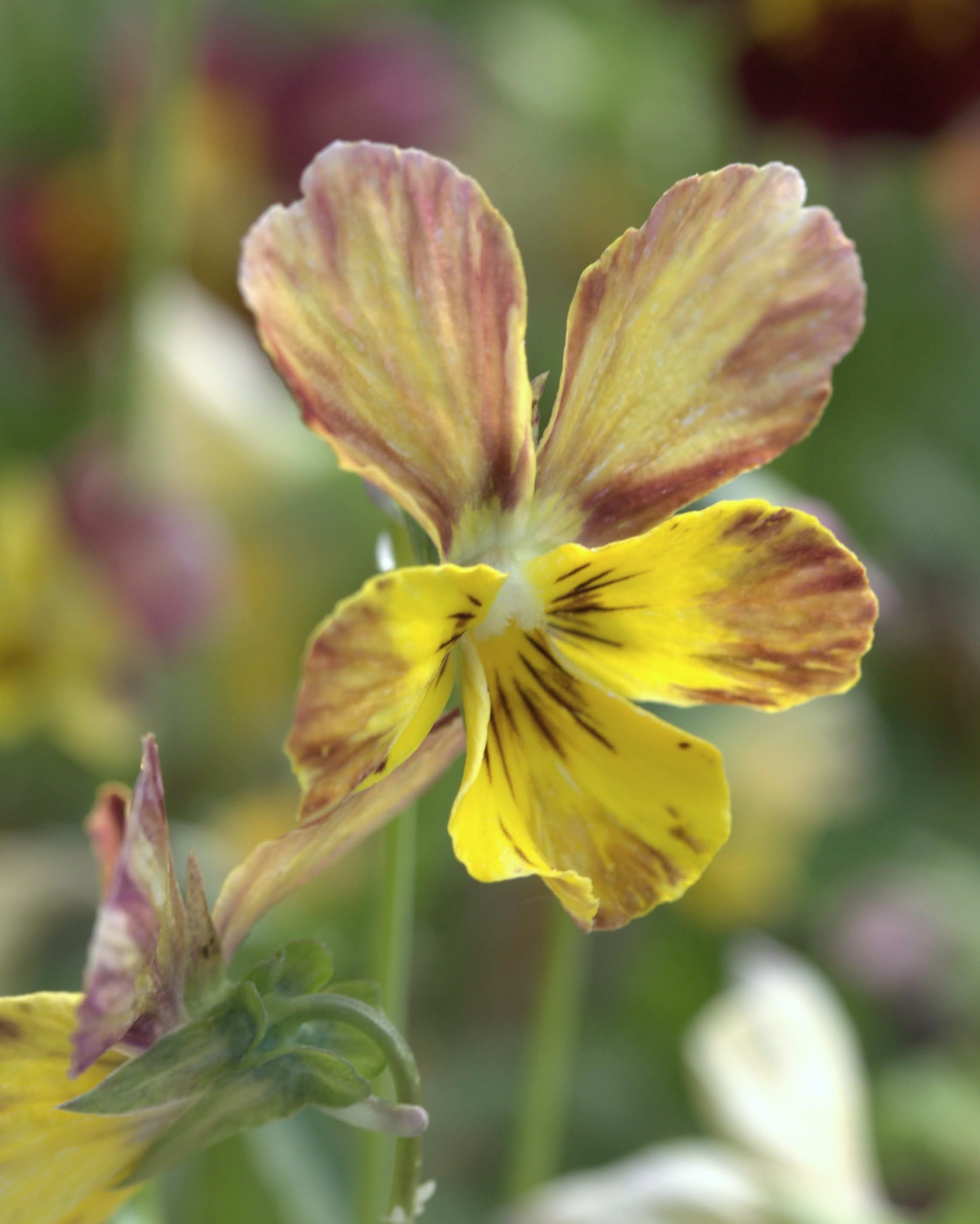 Fiol Brush Strokes i hagen - insektsvennlig ettårig med varierte farger