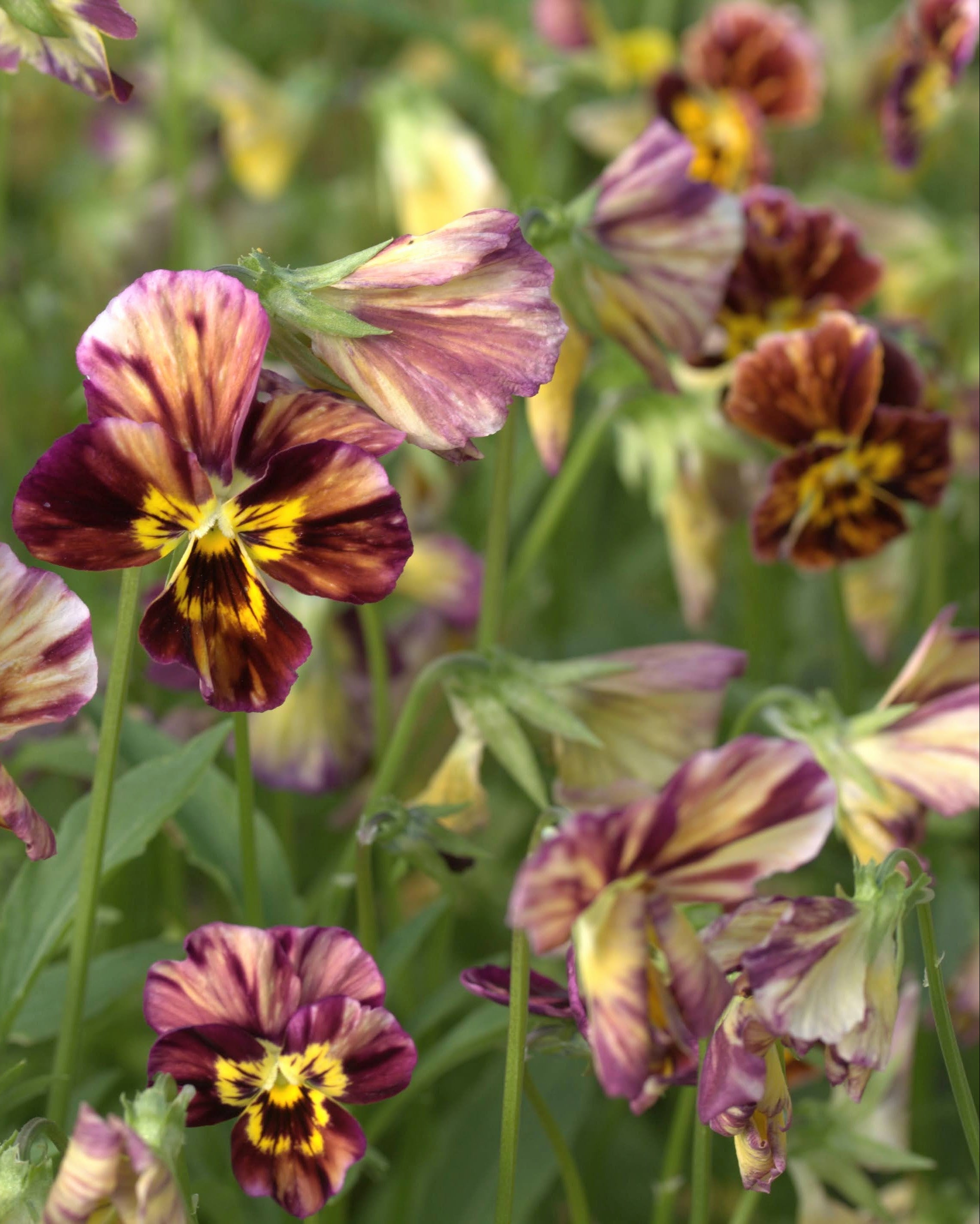 Fiol Brush Strokes - dramatisk fiol med kunstneriske penselstrøk i burgunder, bronse