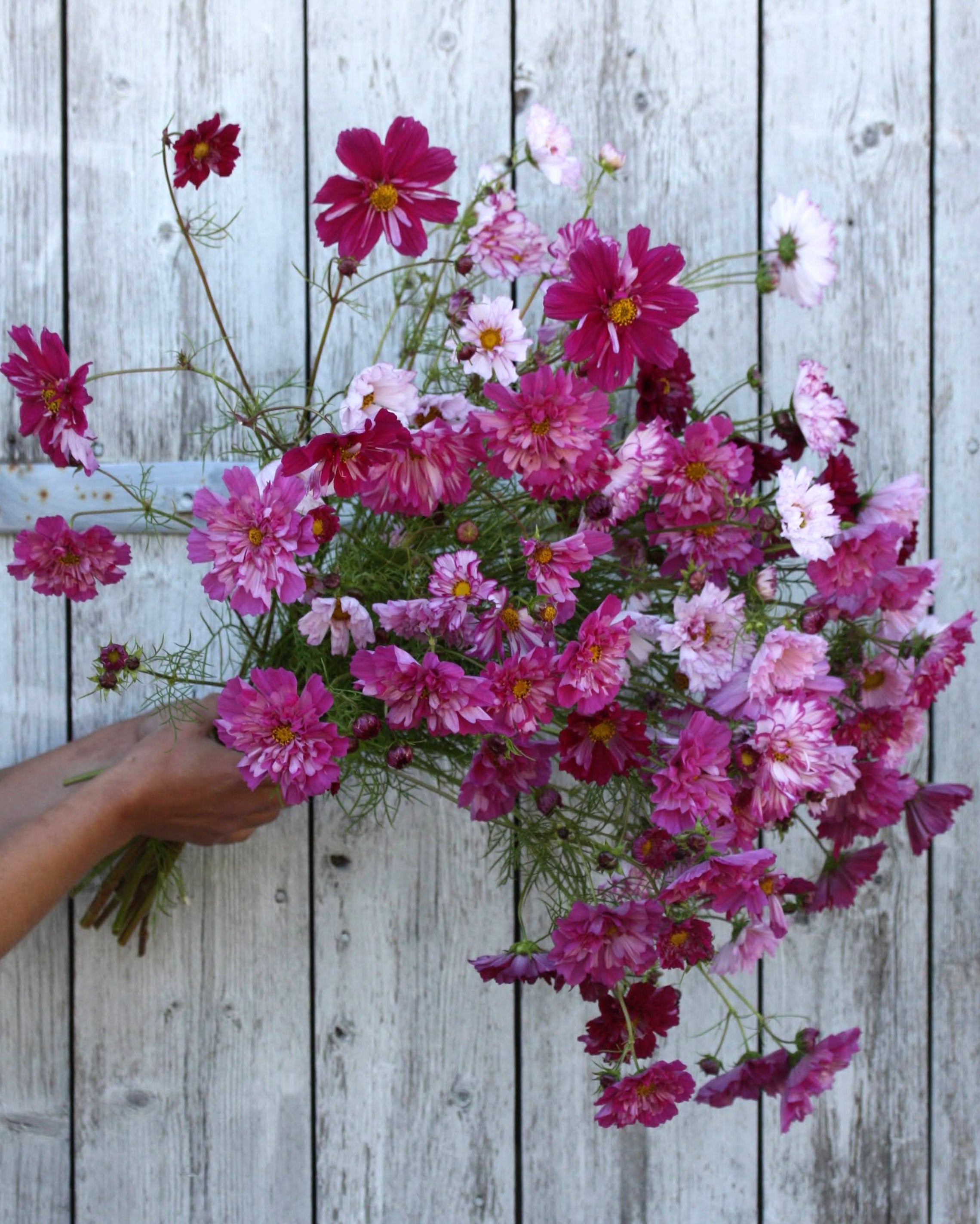 Cosmos Double Click mix insektsvennlig sommerblomst