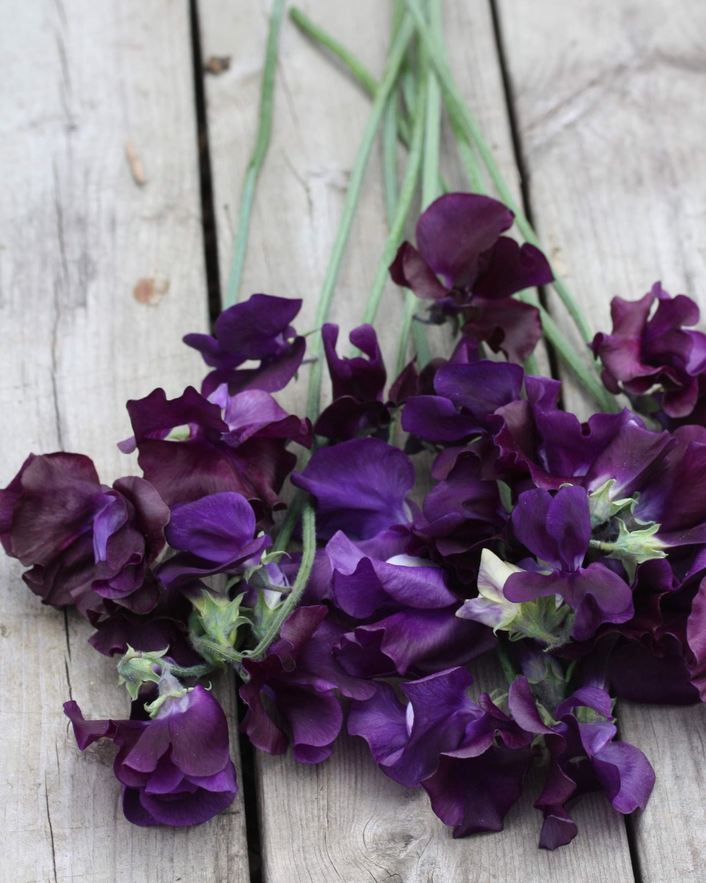 Erteblomst Just Jenny med mørkeblå mot lilla blomster på lange stengler