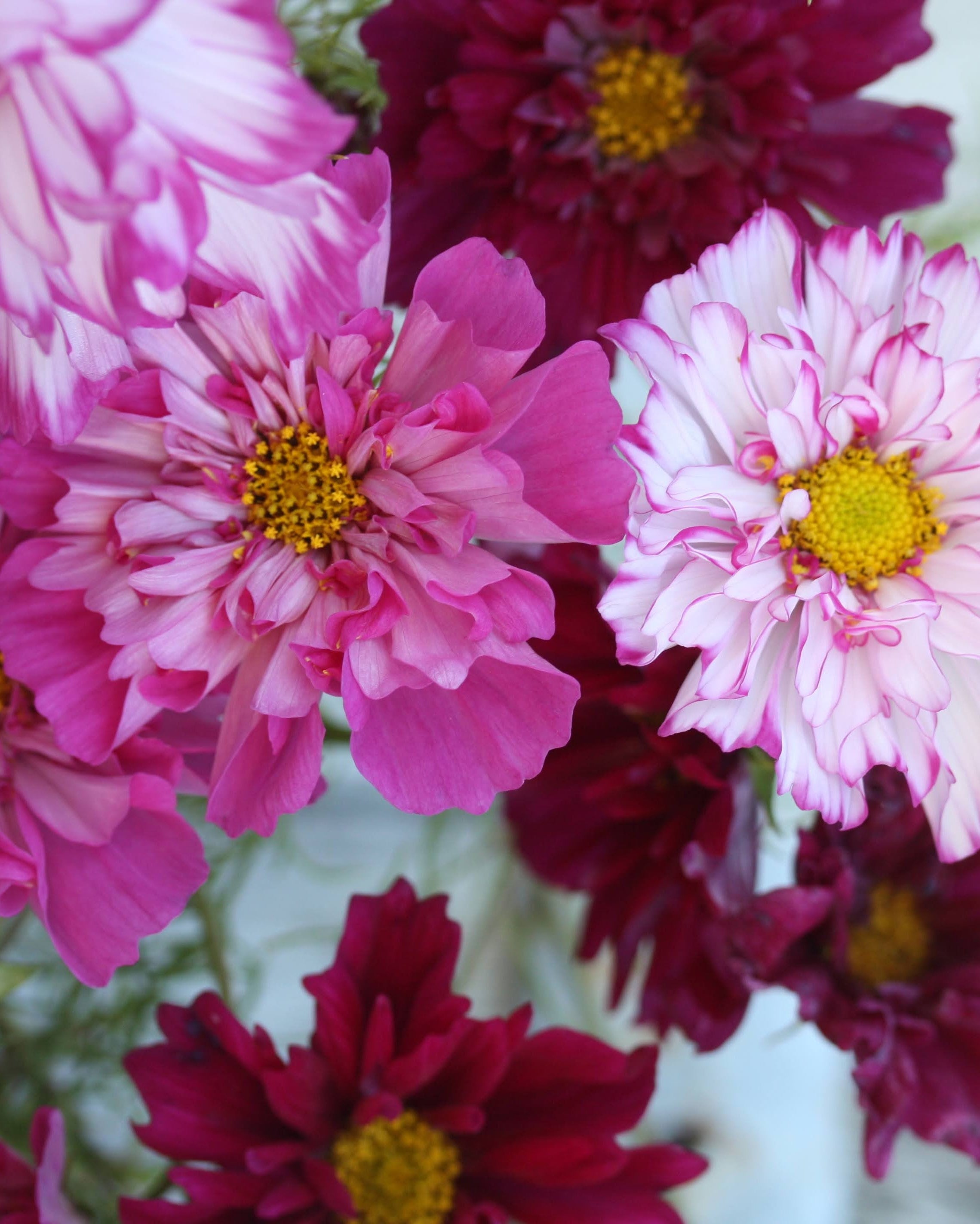 Cosmos Double Click mix ettårig blomst med fargeblanding