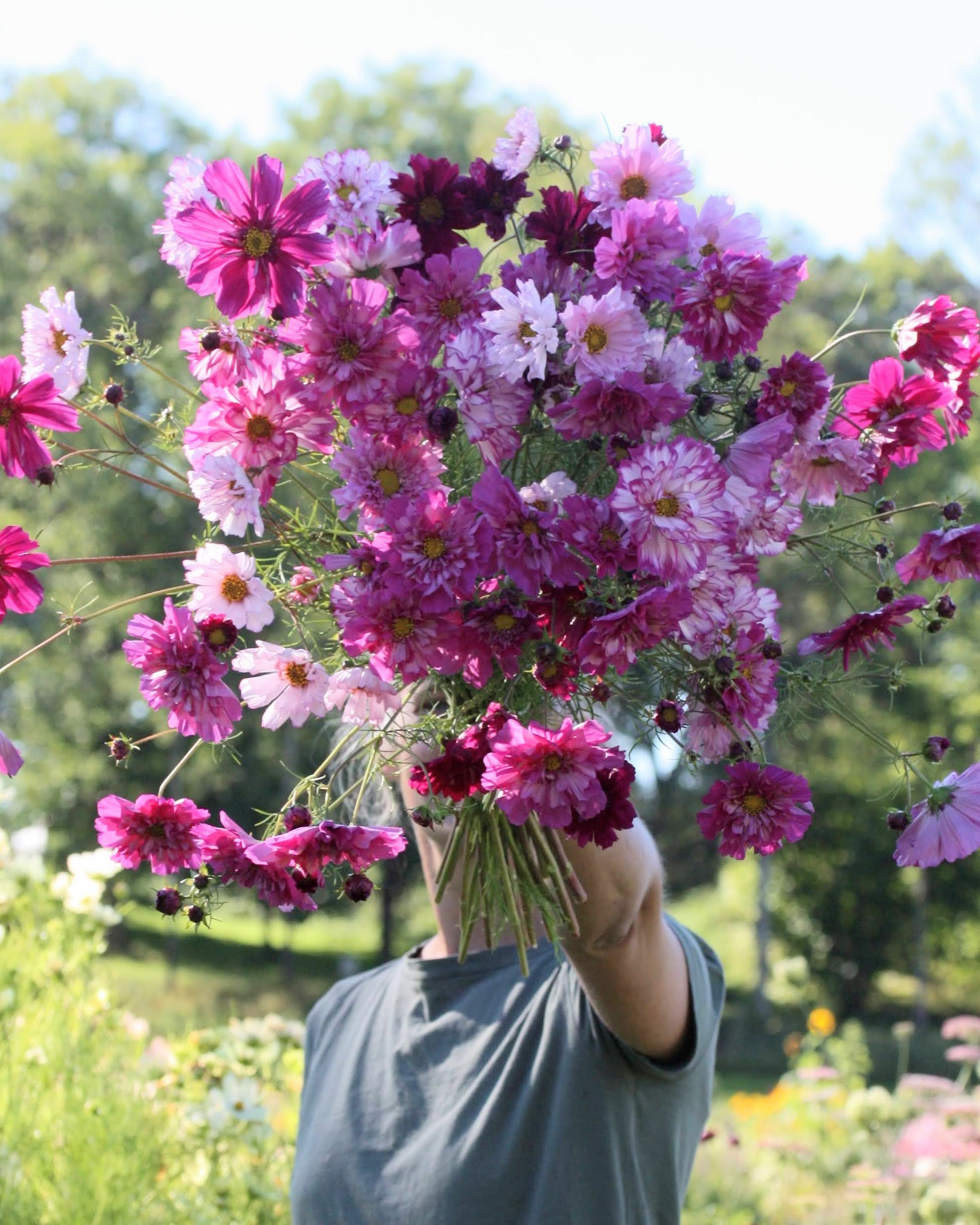 Cosmos Double Click mix doble blomster i rosa og hvitt