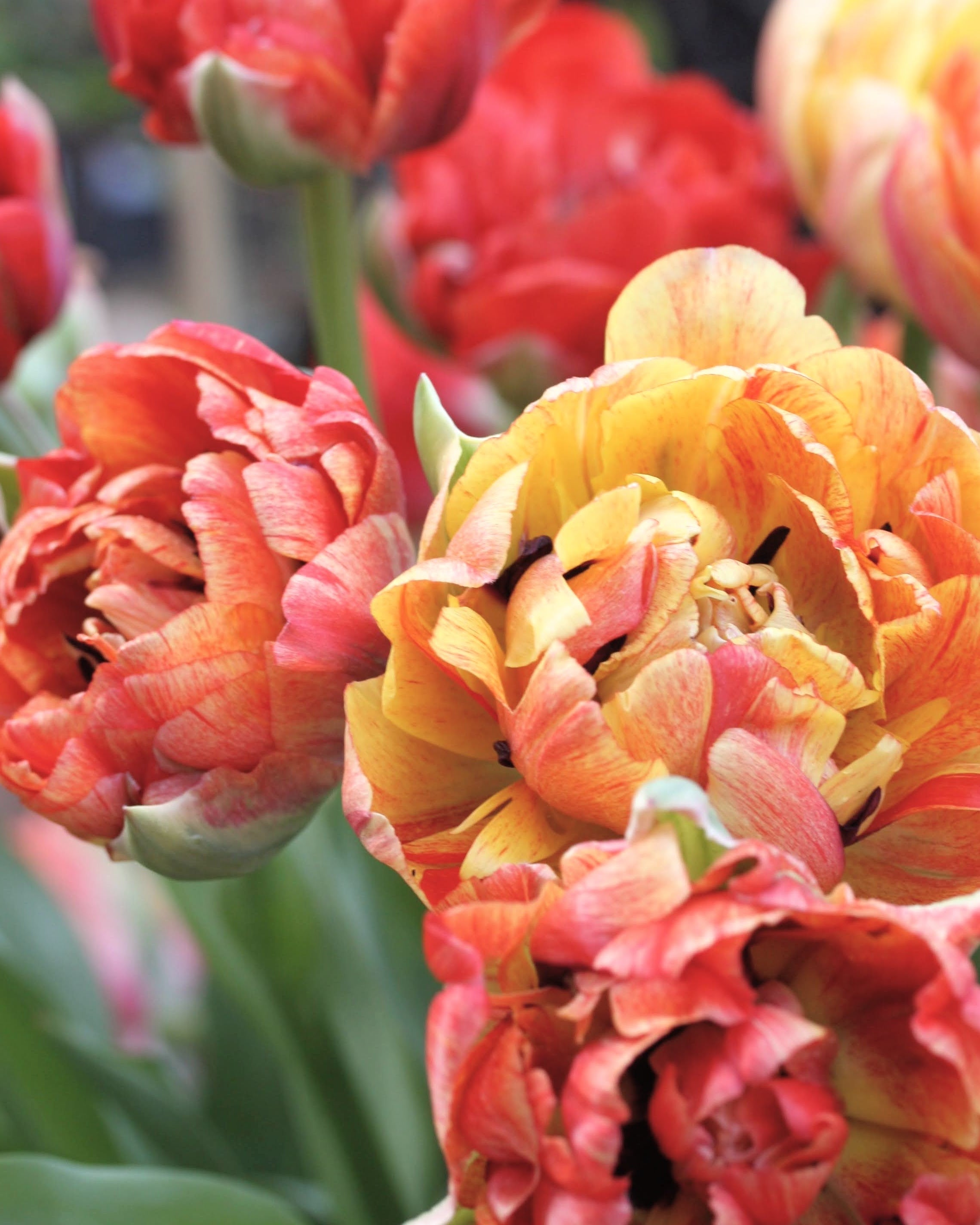 Tulipan Double Gudoshnik – fullt åpen enorm fylt blomst med varme oransje og gyllengule toner