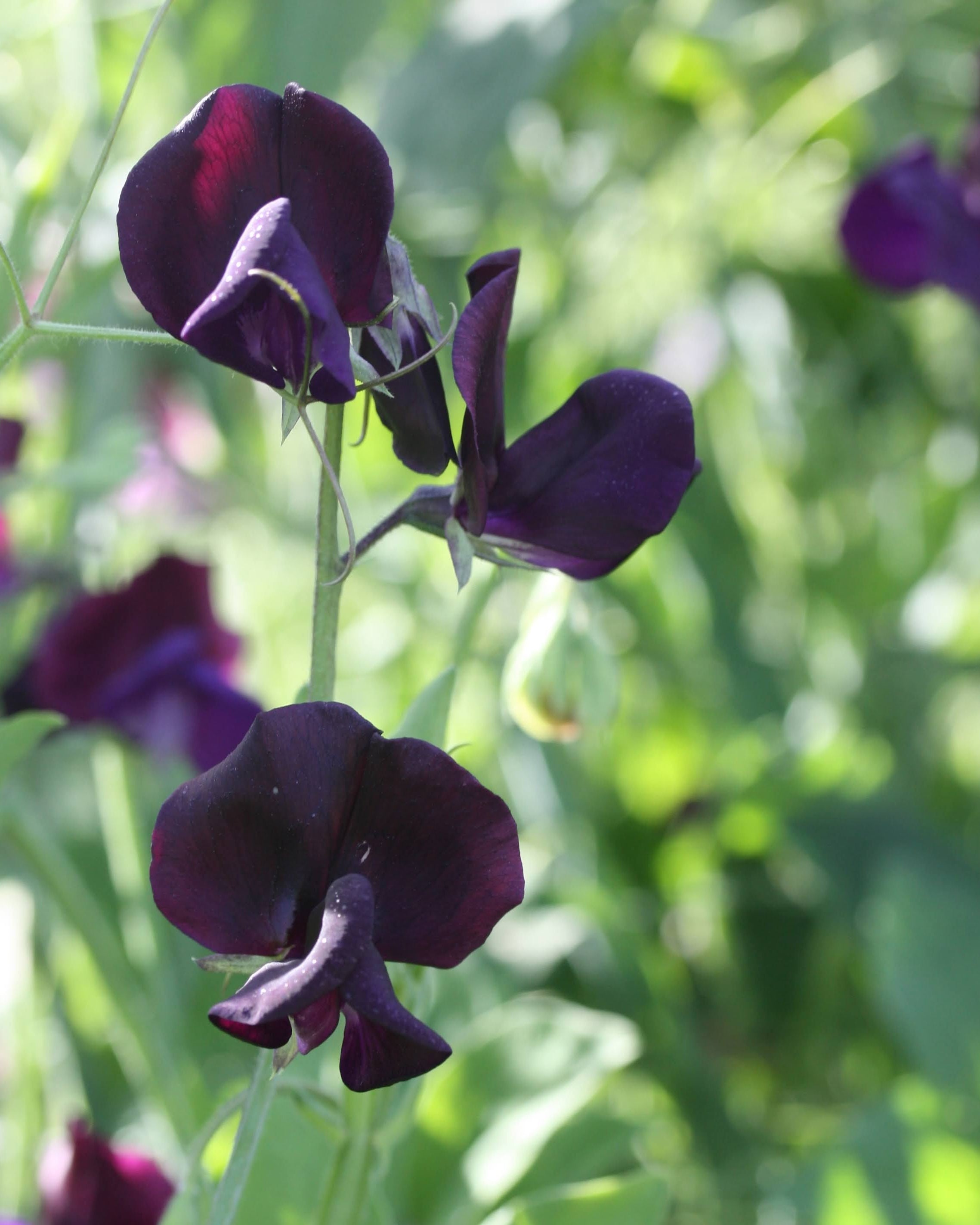 Erteblomst Almost Black duftende blomst i nærbilde