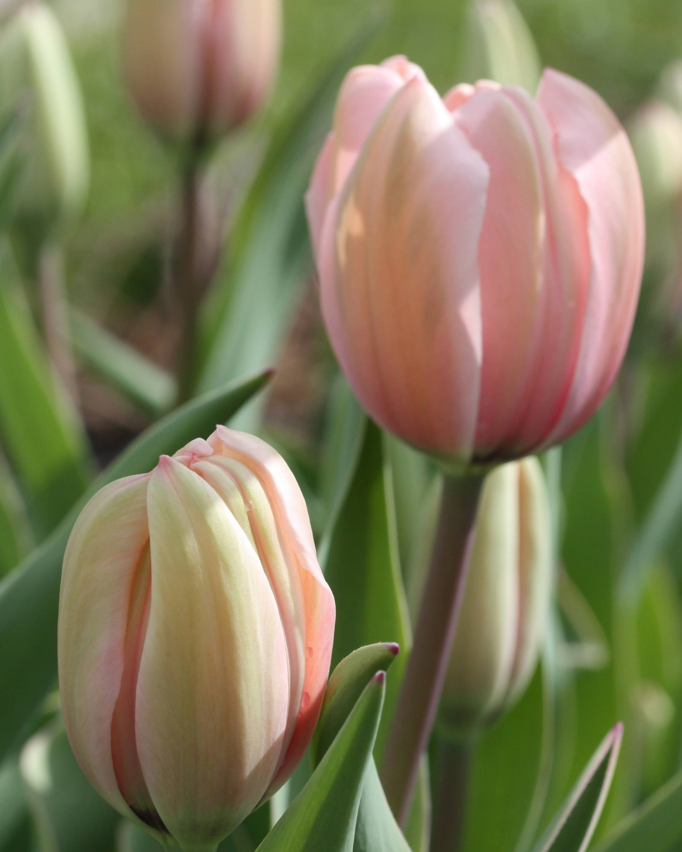 Tulipan Salmon Impression – halvåpen Darwin-tulipan i myk pudderrosa med elegant uttrykk