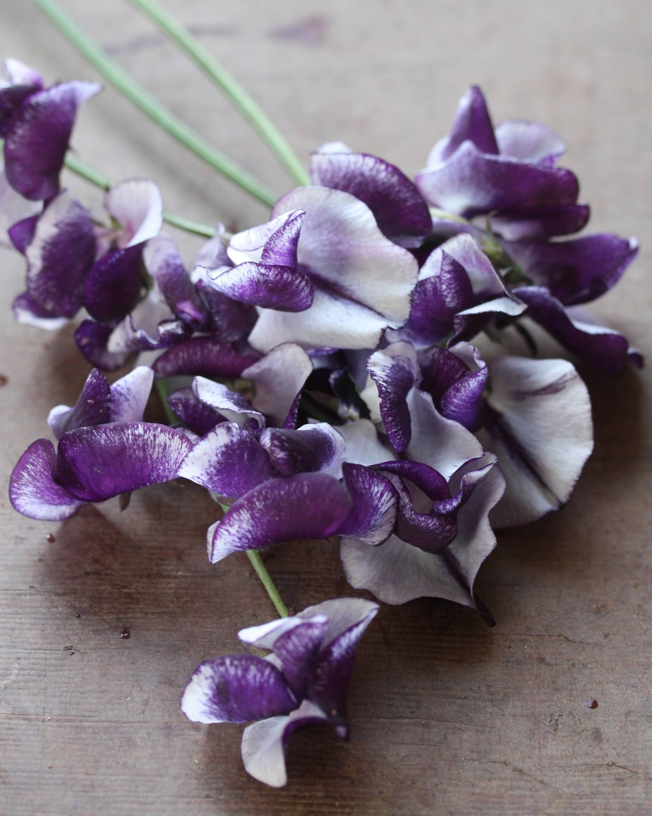 Nærbilde av Erteblomst Night Sky - duftende blomster med spektakulært mønster i mørkeblå og hvitt