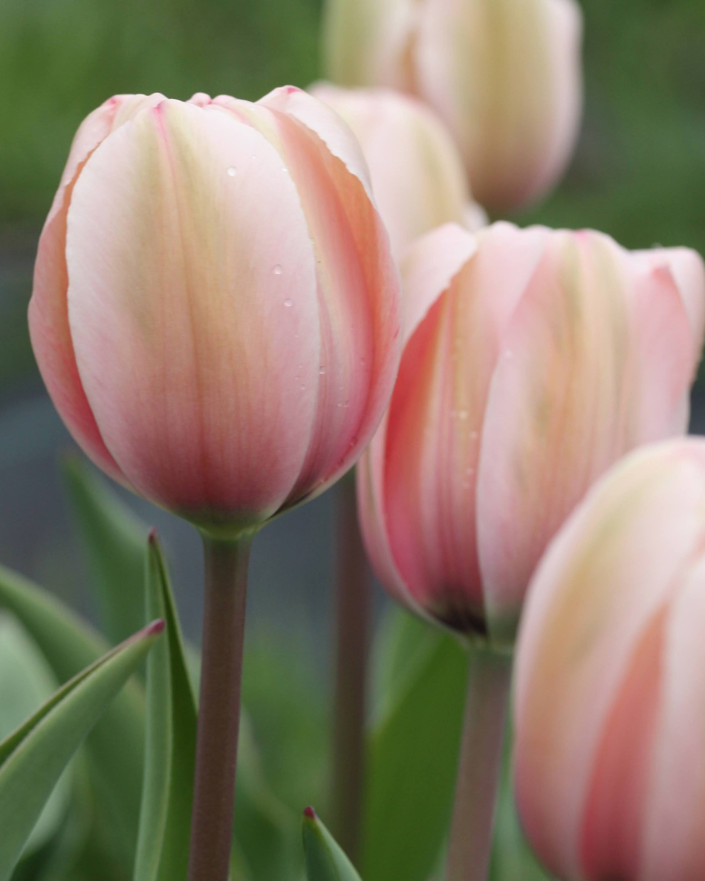 Tulipan Salmon Impression – kraftig stengel med stor blomst, høyde ca. 40–60 cm