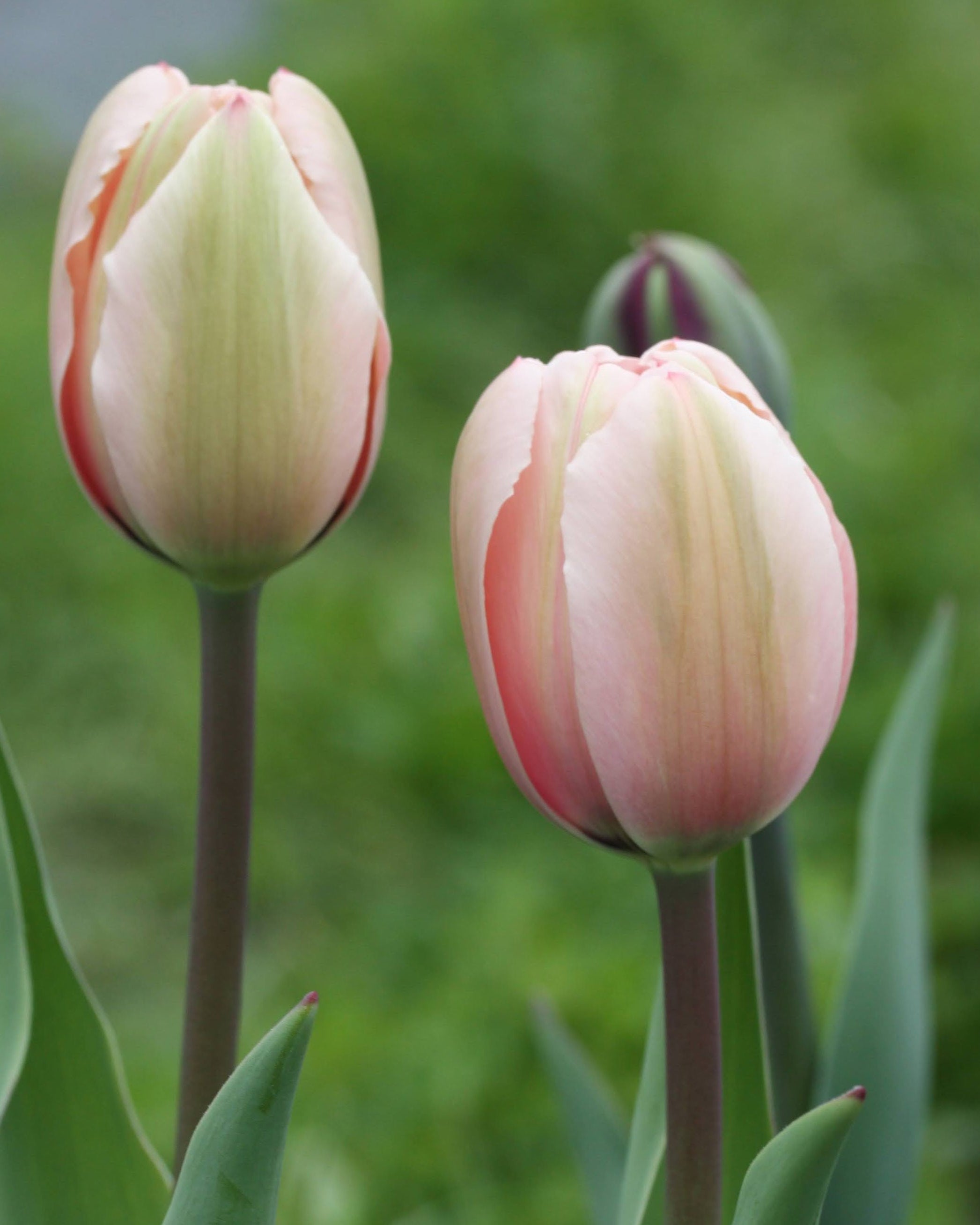 Tulipan Salmon Impression – lukket knopp i sart pudderrosa med beige tegninger på utsiden