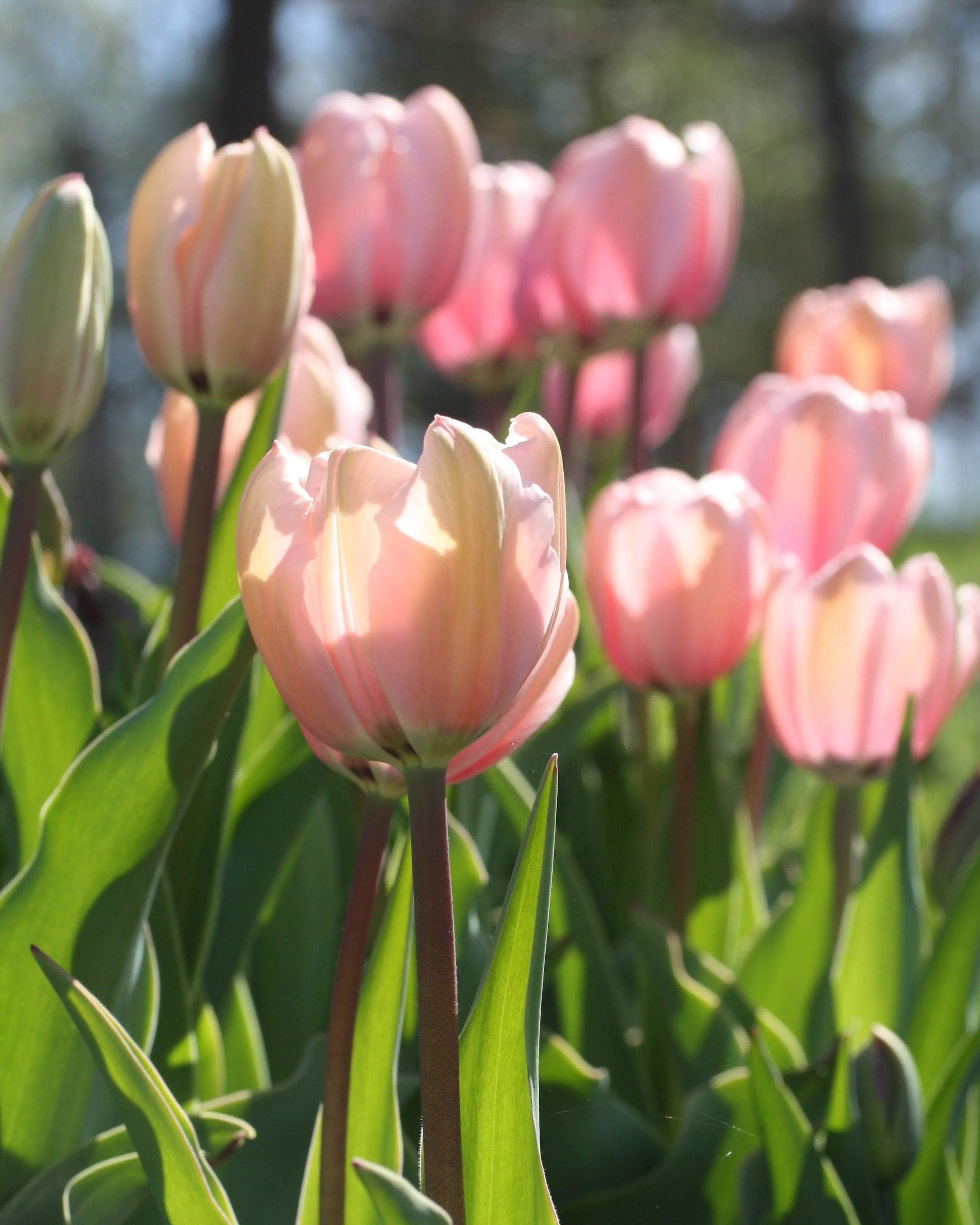 Tulipan Salmon Impression – gruppe av robuste Darwin-tulipaner i bed eller bukett