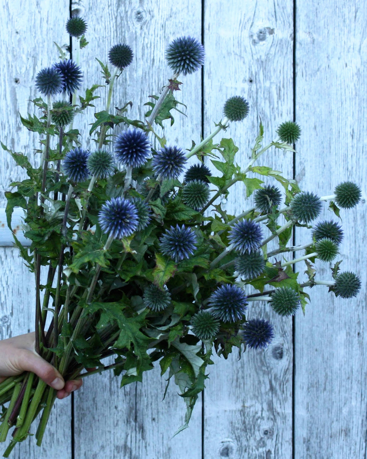 Kuletistel Blue Glow – kulerunde blomster i intens stålblå farge på kraftige stengler, flerårig staude ca. 80–150 cm
