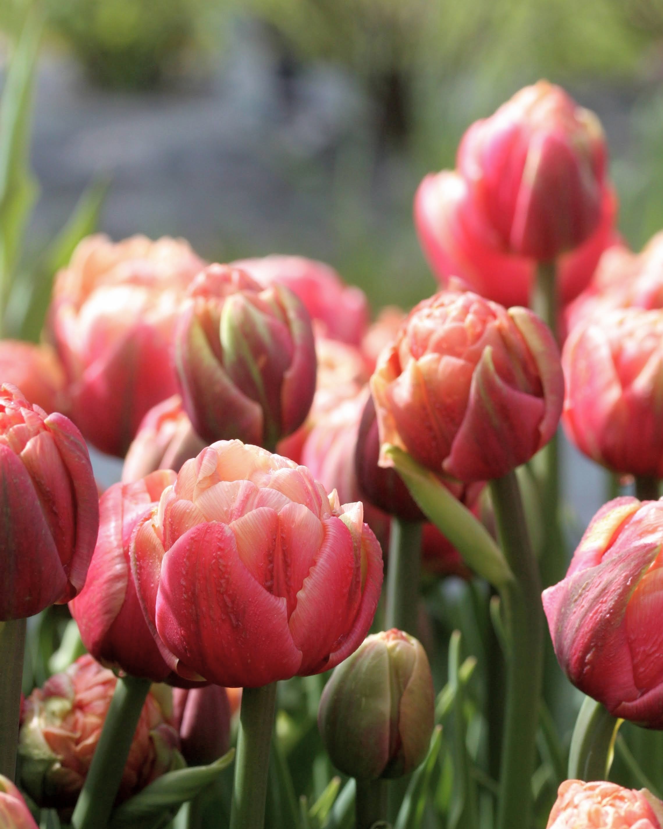 Tulipan La Belle Epoque – fullt åpen blomst med de karakteristiske café au lait-fargene