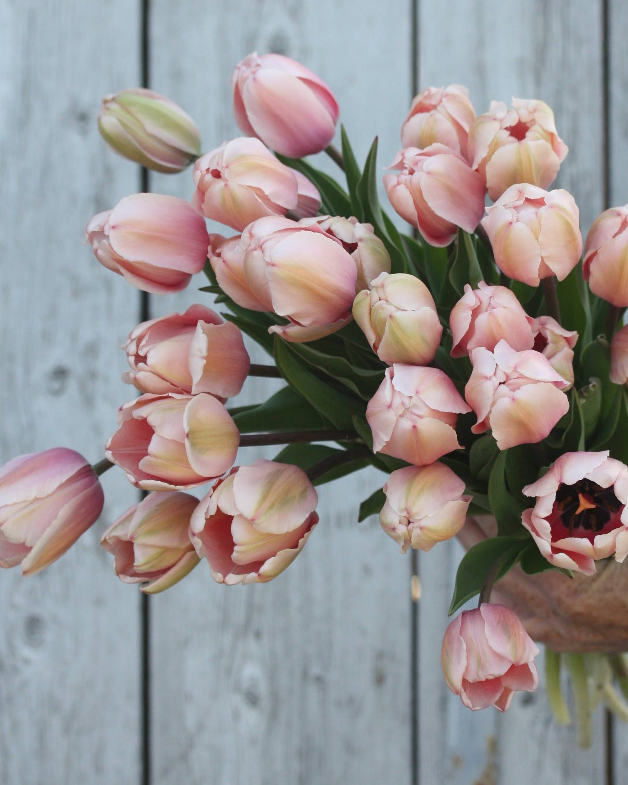 Tulipan Salmon Impression – nærbilde av myke pudderrosa kronblad med beige mønster