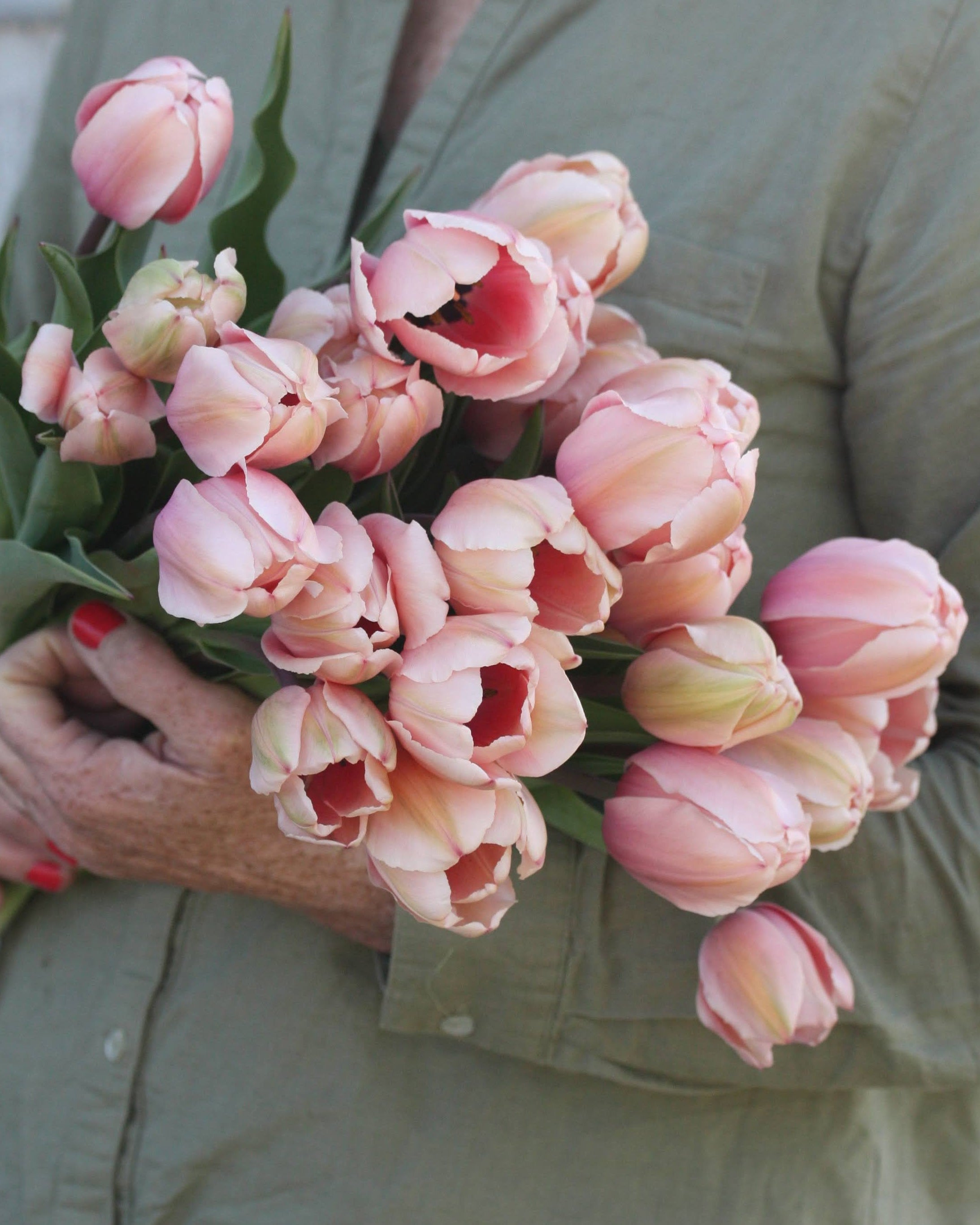 Tulipan Salmon Impression – fullt åpen blomst i pudderrosa med fine beige tegninger på kronbladene