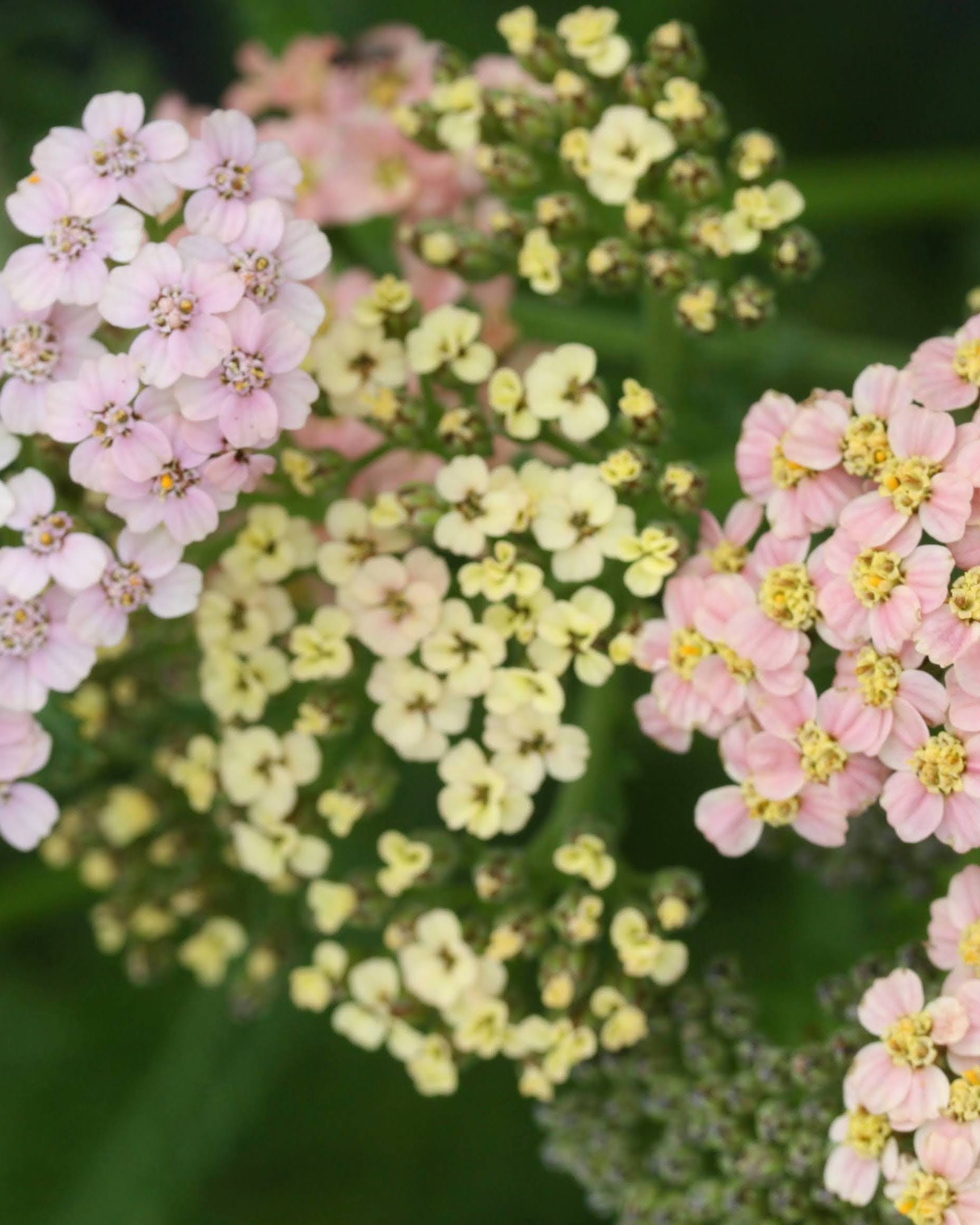 Bakkeryllik Summer Pastels - fargeblanding i hagen