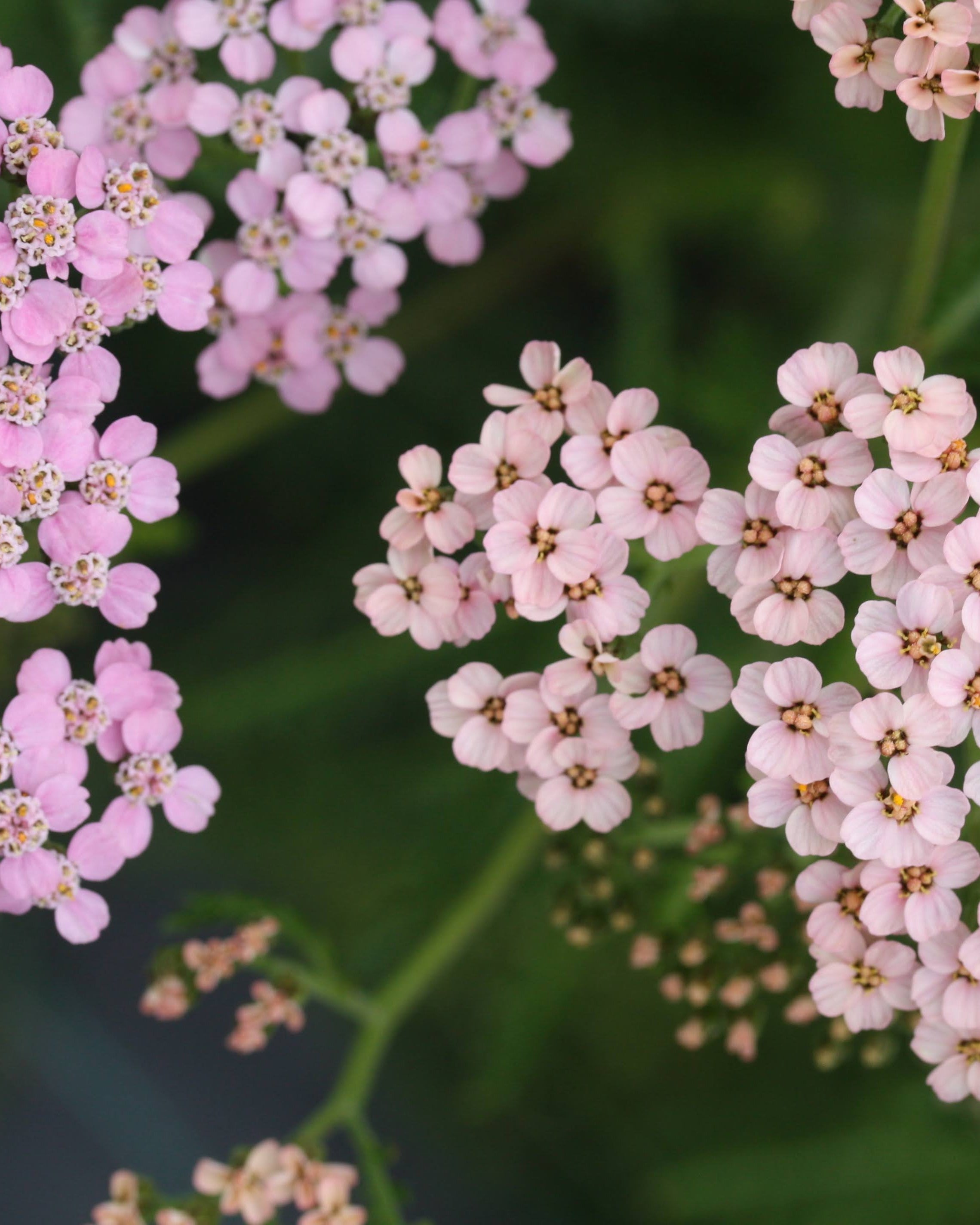 Bakkeryllik Summer Pastels - vekstform