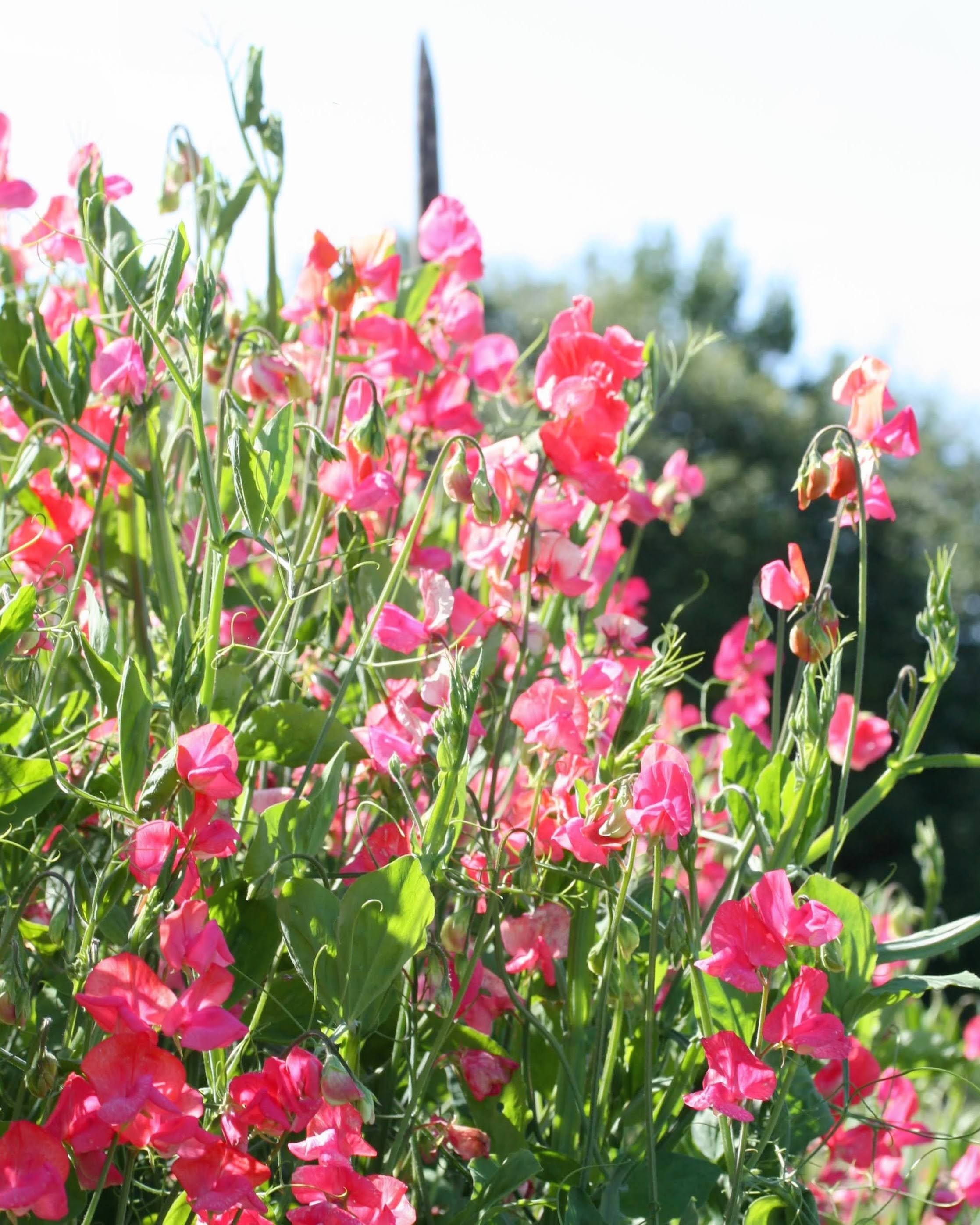 Erteblomst Prince of Orange frøpakke fra Blomsterhagen