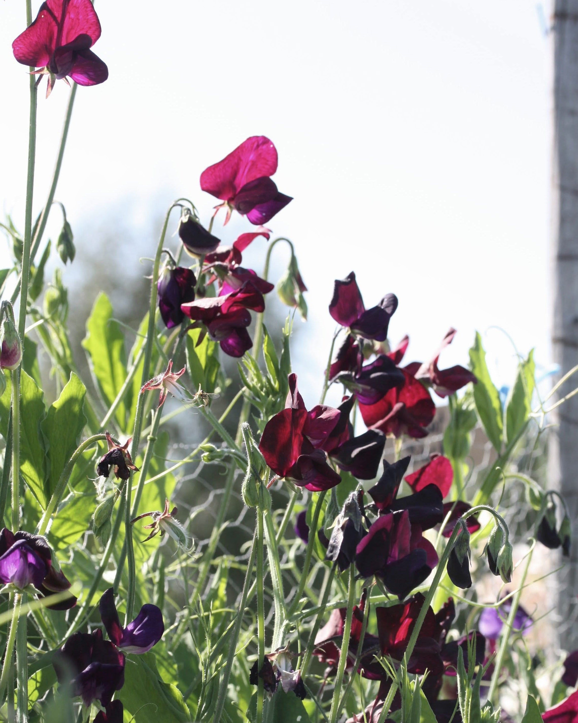 Erteblomst Almost Black klatreplante med rikelig blomstring
