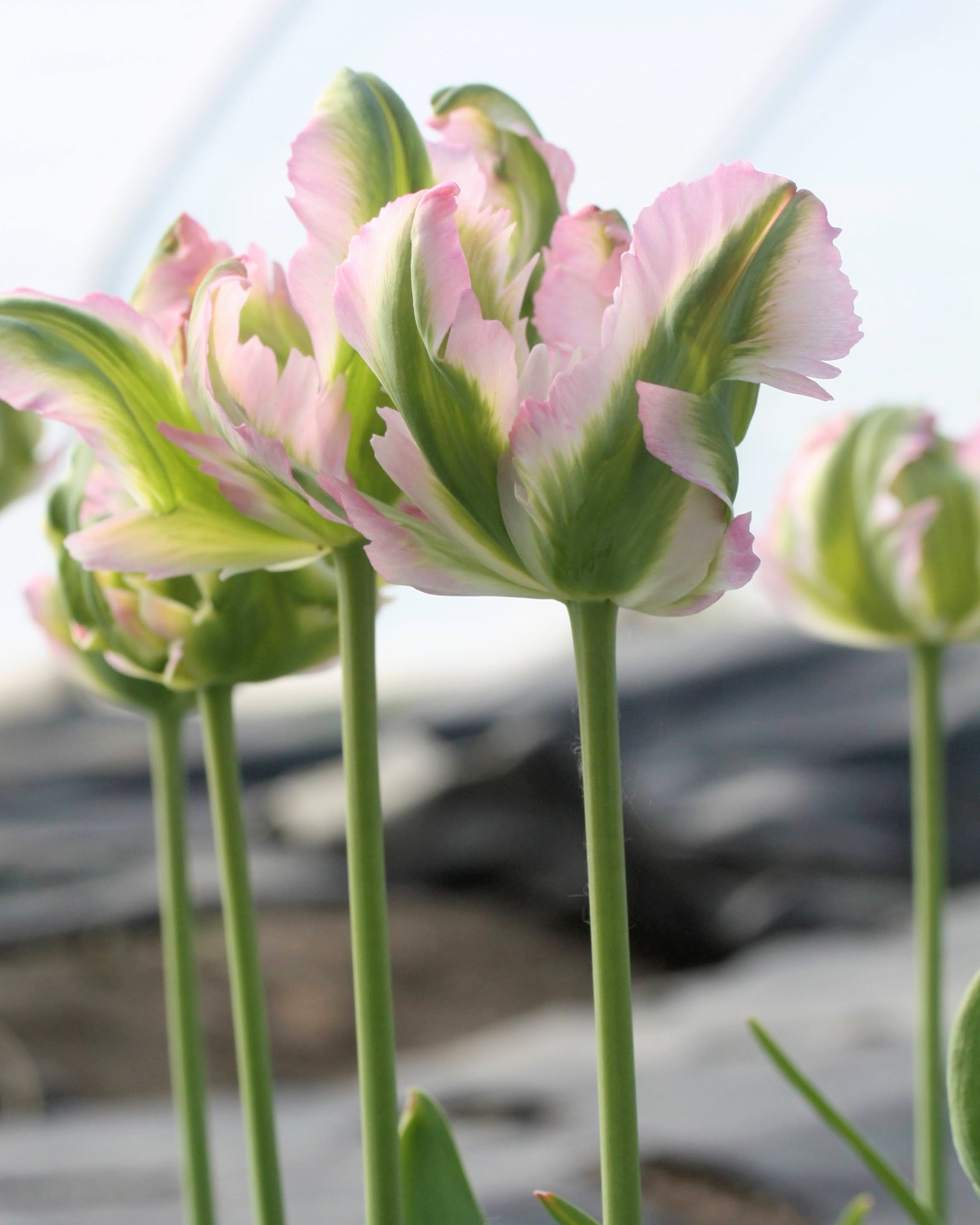 Tulipan Green Wave – lang kraftig stengel med spektakulær papegøyeblomst, høyde ca. 50 cm