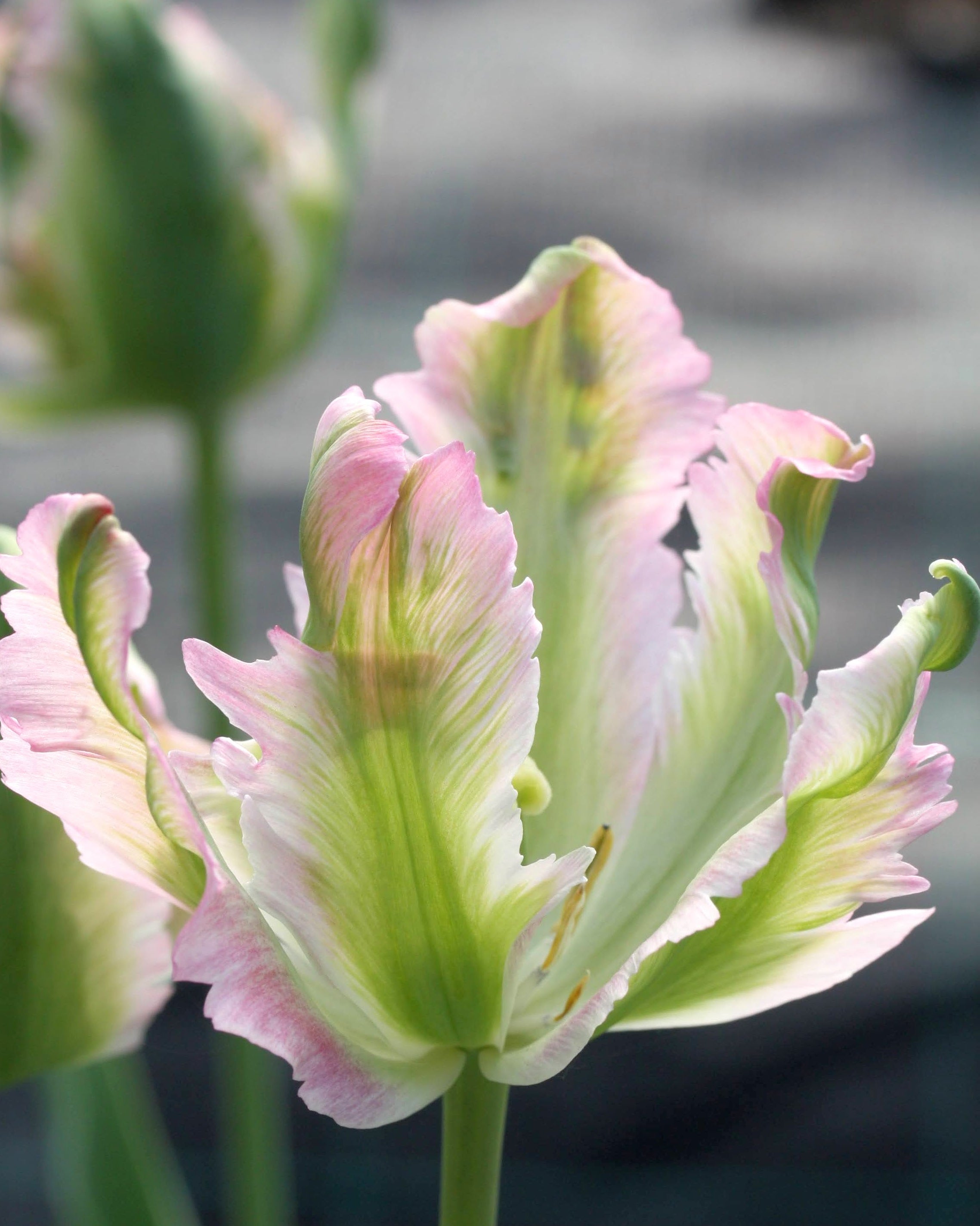 Tulipan Green Wave – lukket knopp med hvite, rosa og grønne farger og bølgende kronblad