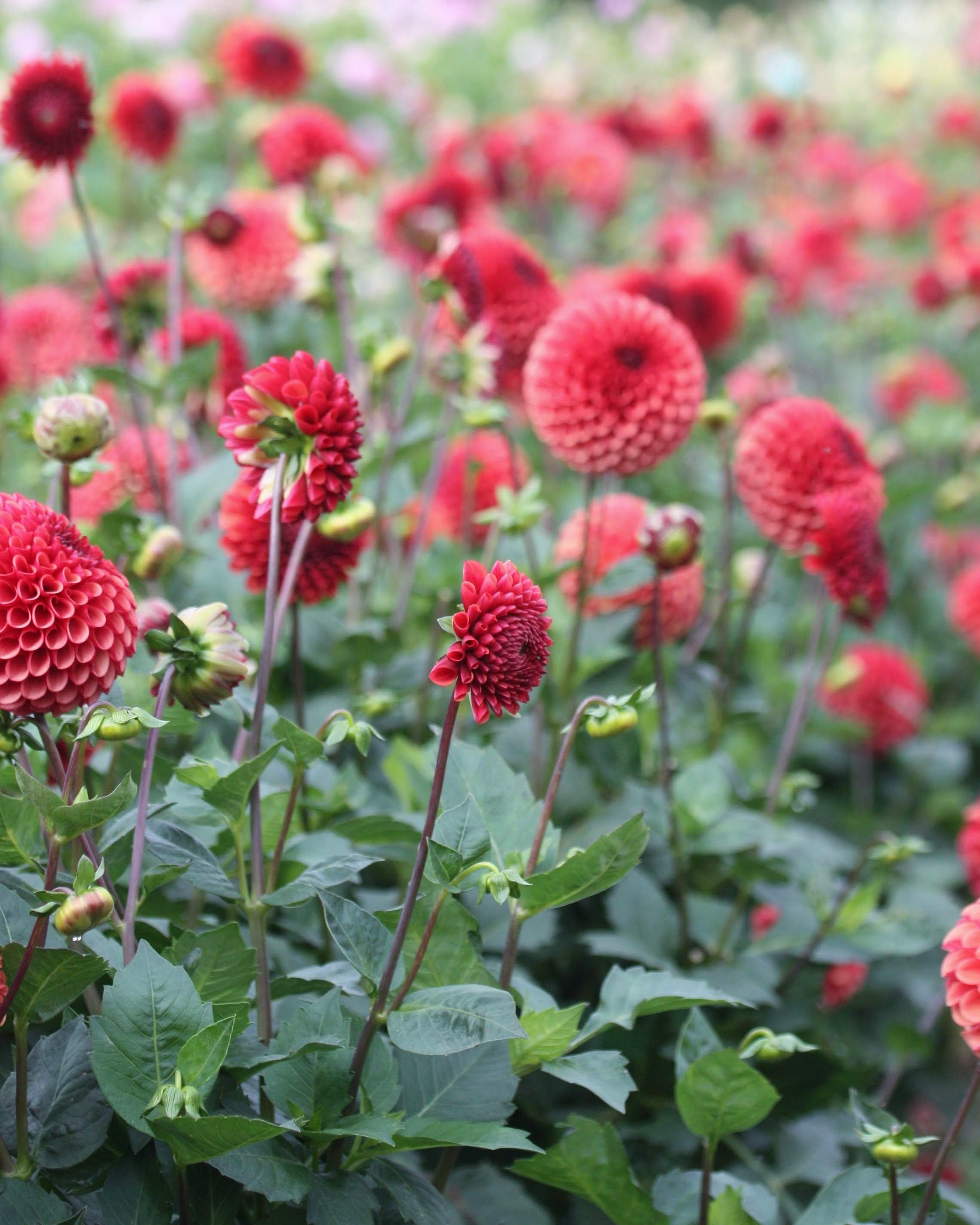 Copper Boy georgine - blomst på stilk, perfekt som snittblomst