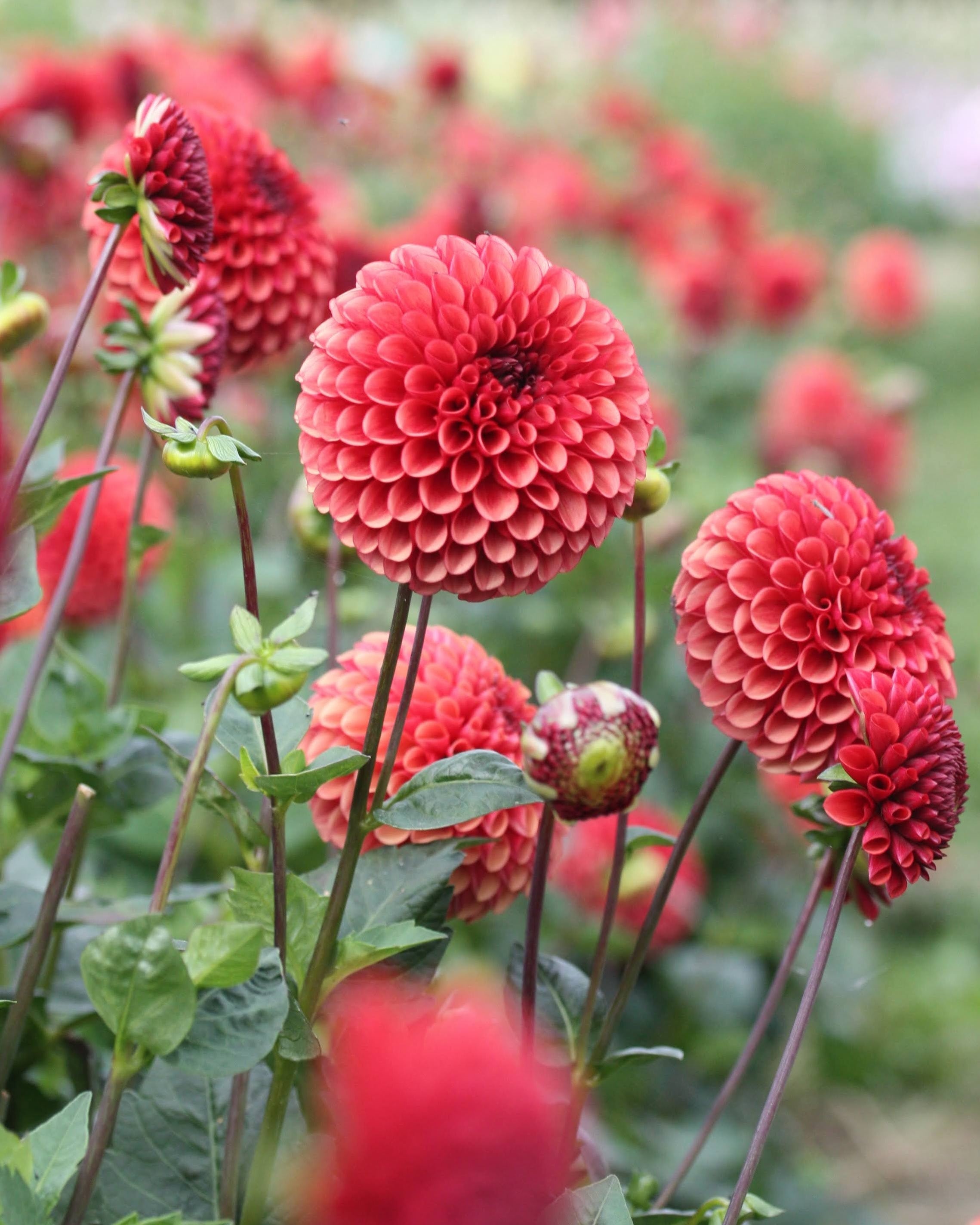 Copper Boy georgine - detaljbilde av blomstens unike kobberfarger
