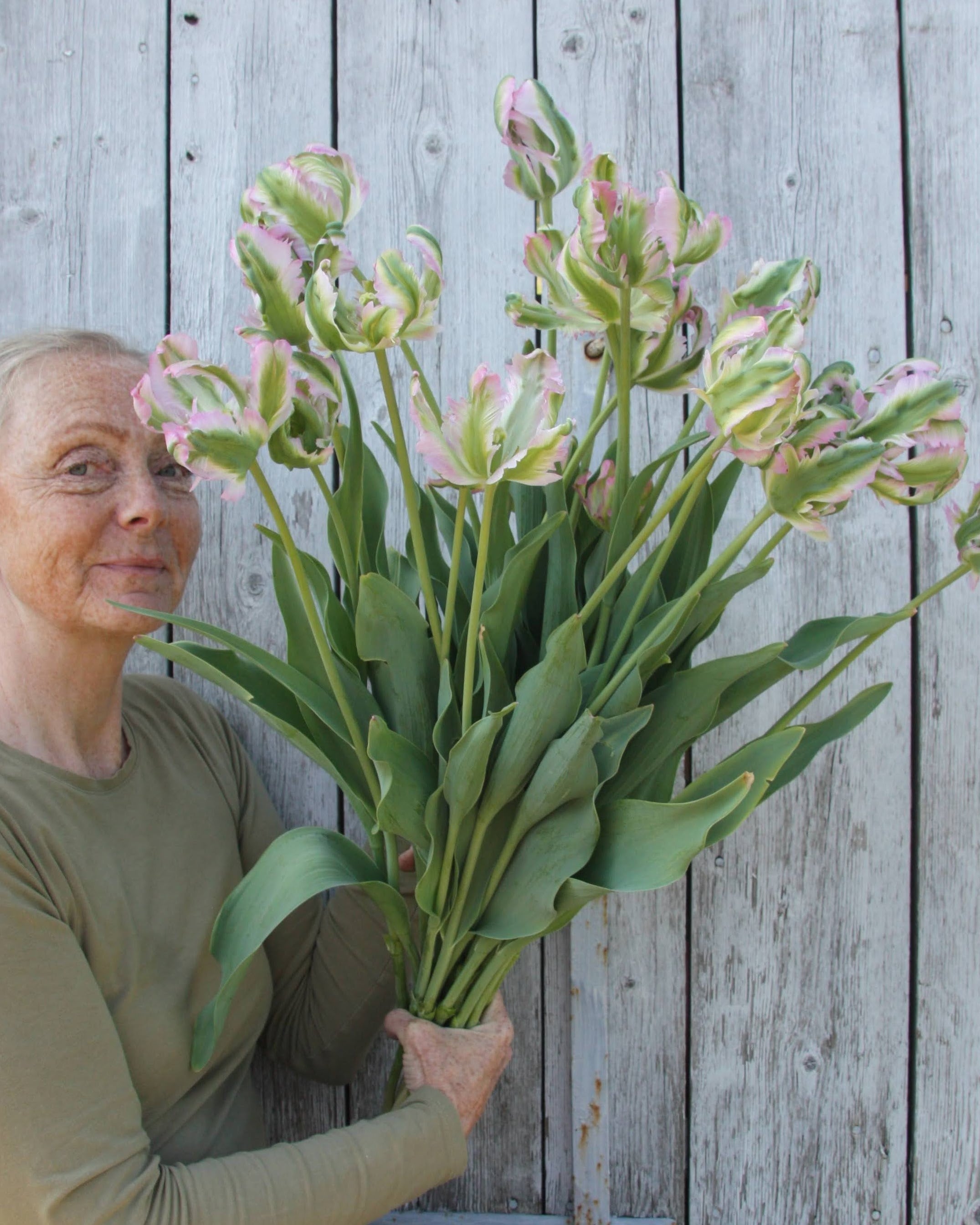 Tulipan Green Wave – gruppe av viltre papegøyetulipaner som snittblomst i bukett